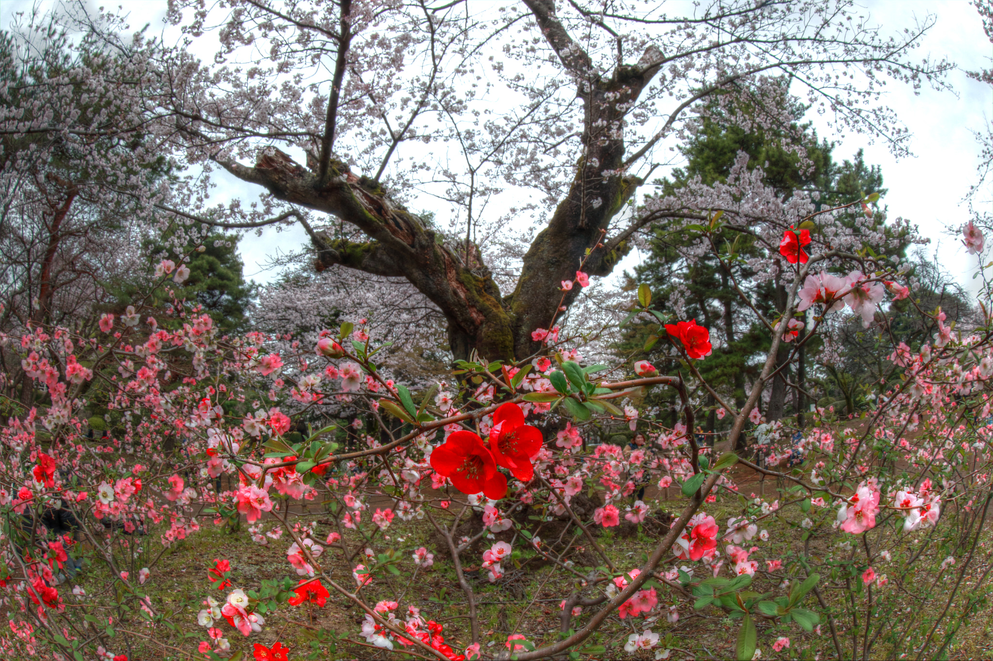 Canon EF 8-15mm F4L Fisheye USM sample photo. Colorful flowers photography