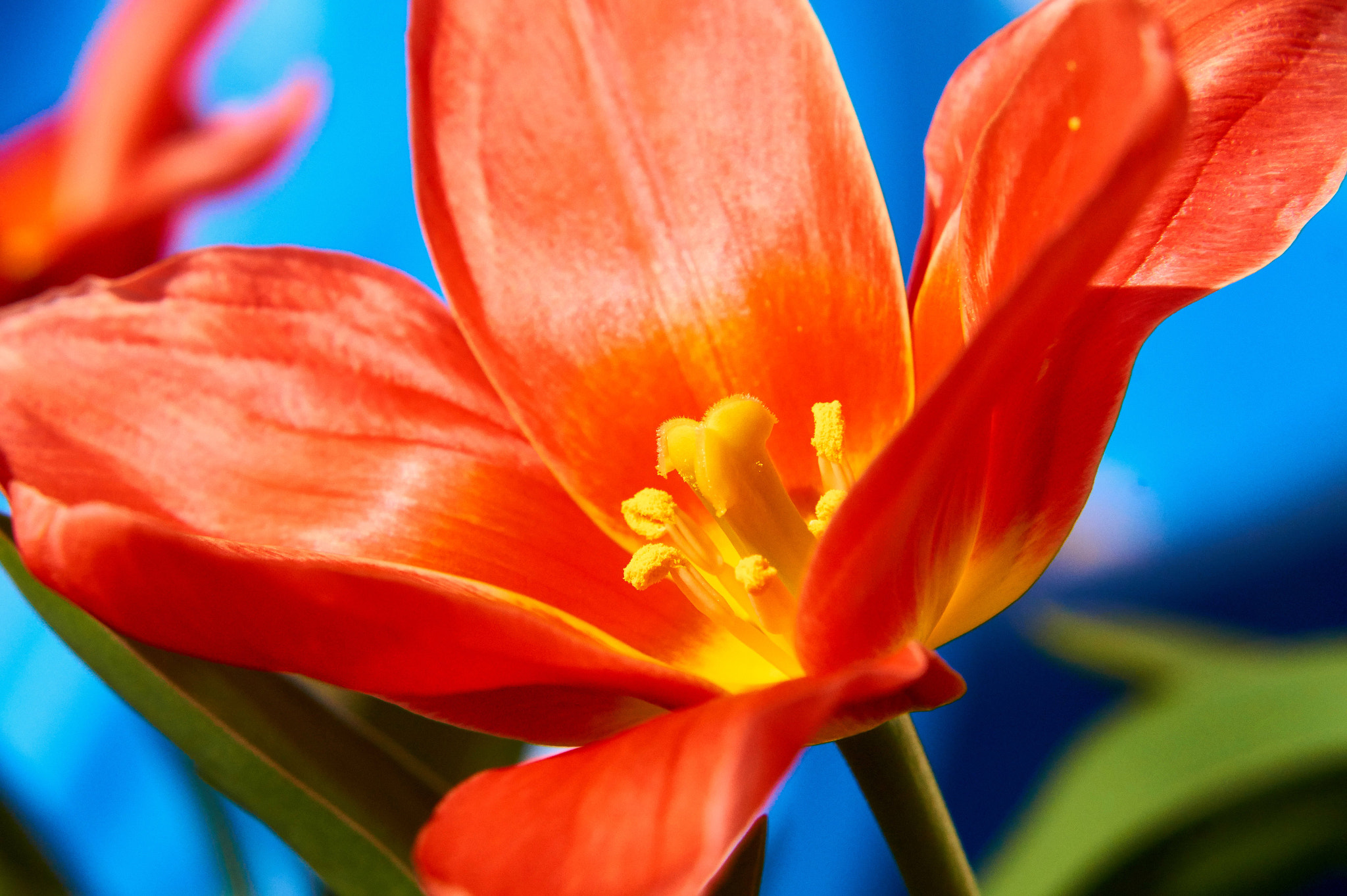 Sony SLT-A58 + Minolta AF 70-210mm F4 Macro sample photo. Tulpe / tulip photography