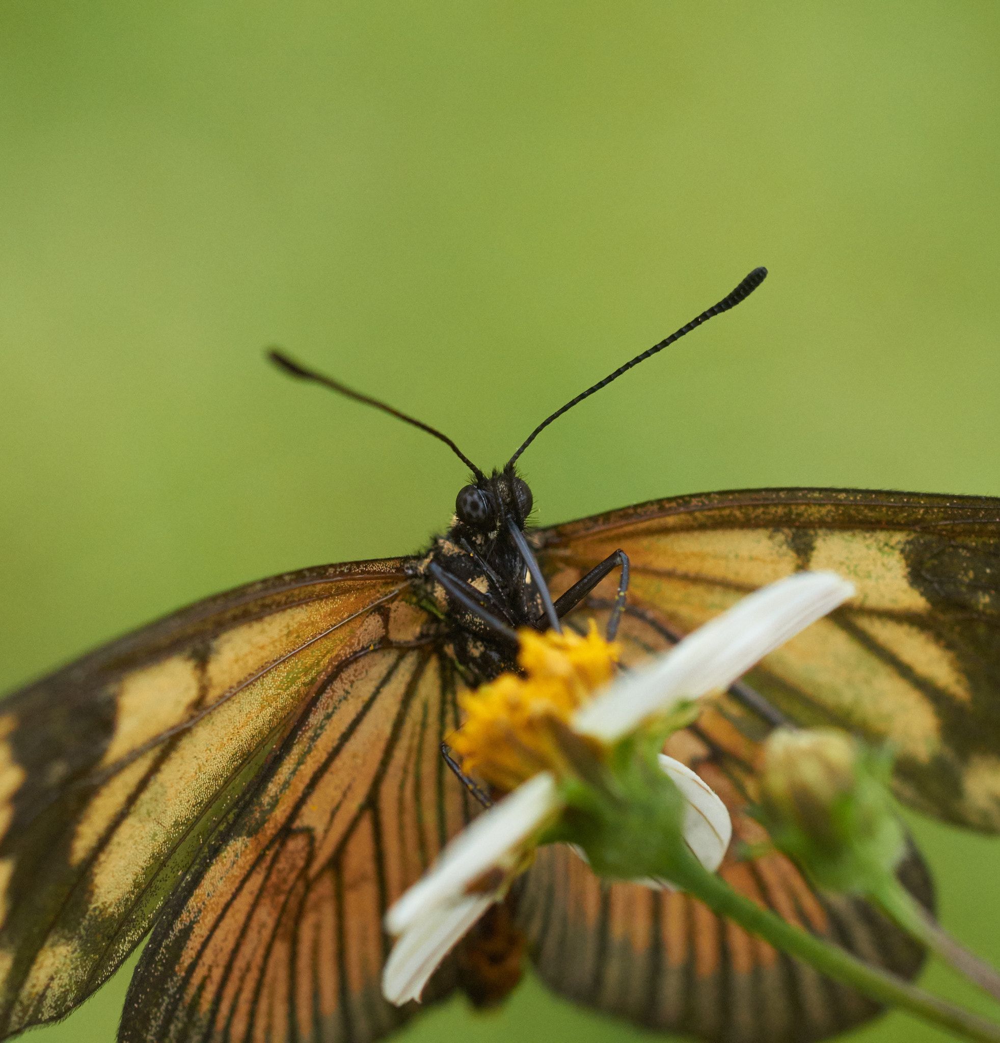 Sony SLT-A58 + MACRO 50mm F2.8 sample photo. Butterfly 01  photography