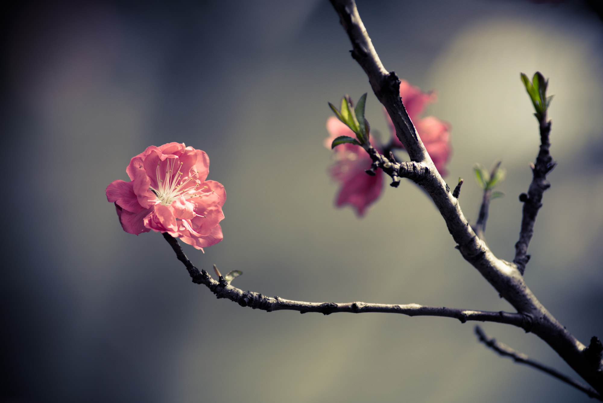 Nikon D610 + Nikon AF Nikkor 180mm F2.8D ED-IF sample photo. Cherry-apple flower photography