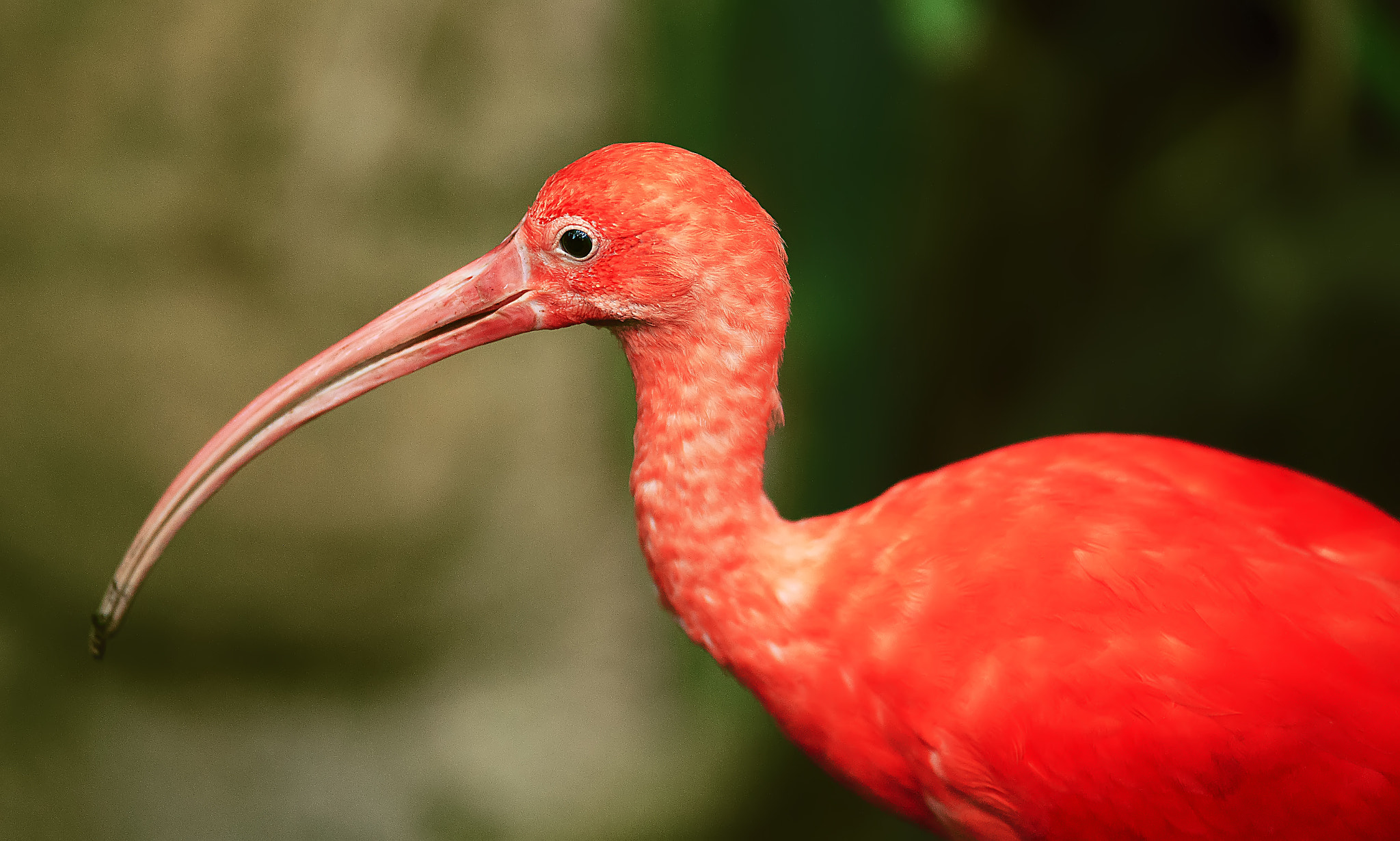 Minolta AF 80-200mm F2.8 HS-APO G sample photo. Scarlet ibis photography