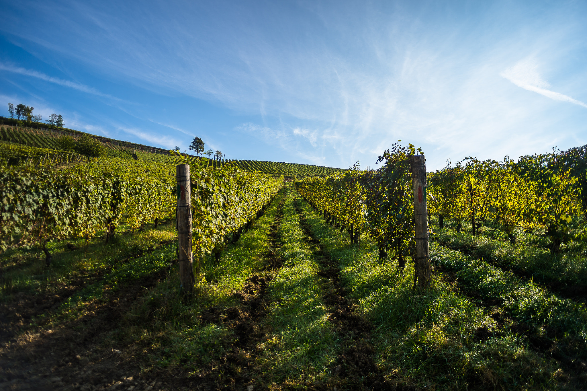 Nikon Df + Sigma 24mm F2.8 Super Wide II Macro sample photo. Vineyard photography