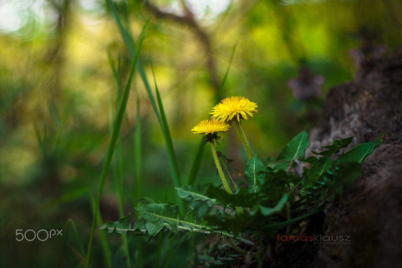 Sony a6000 + Minolta AF 50mm F1.7 sample photo. Pongyola pitypang (taraxacum officinale) photography