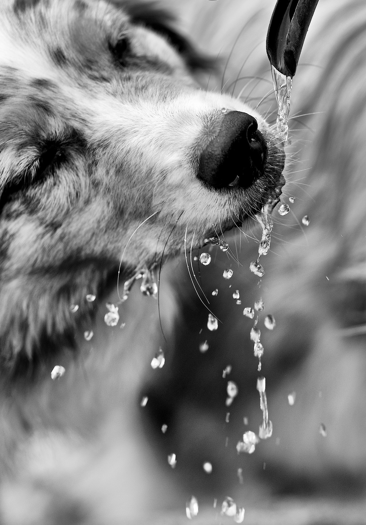 Pentax K-3 II sample photo. Thirst photography