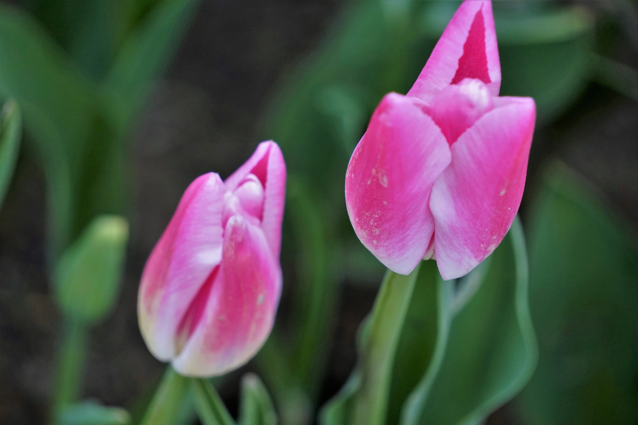 Sony E 55-210mm F4.5-6.3 OSS sample photo. From tulipfest, emirgan photography