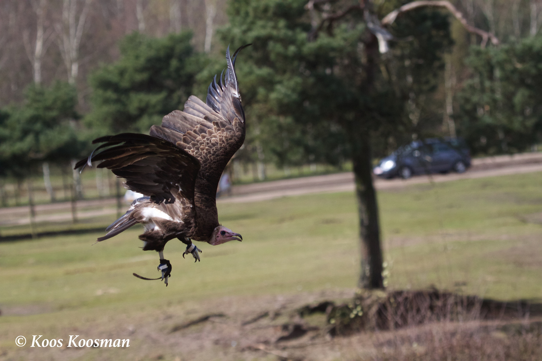 Canon EF 100-400mm F4.5-5.6L IS USM sample photo. Vulture photography