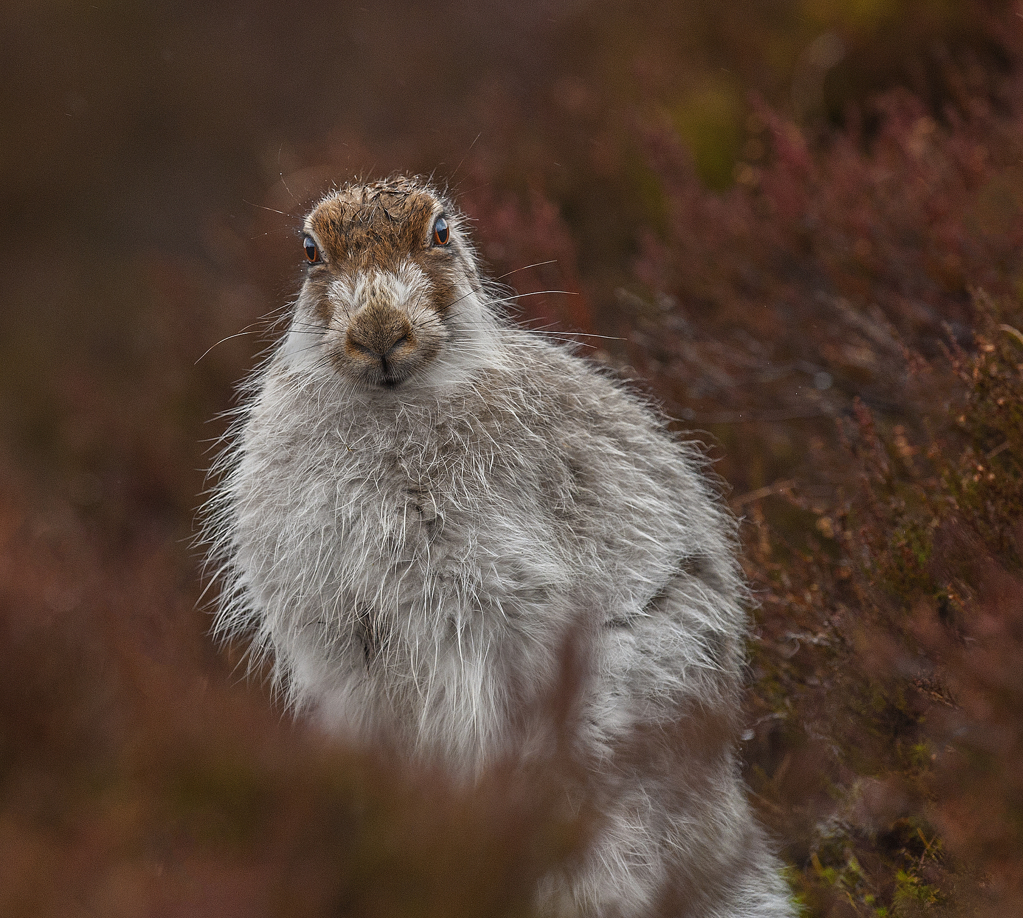 Nikon D700 + Nikon AF-S Nikkor 500mm F4G ED VR sample photo. So windy it'll blow your ears off! photography