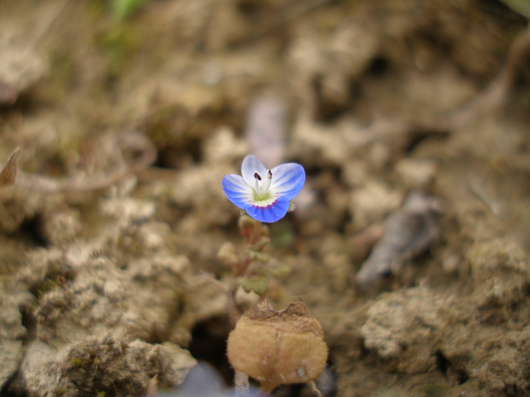 Olympus SP320 sample photo. Blue flower photography