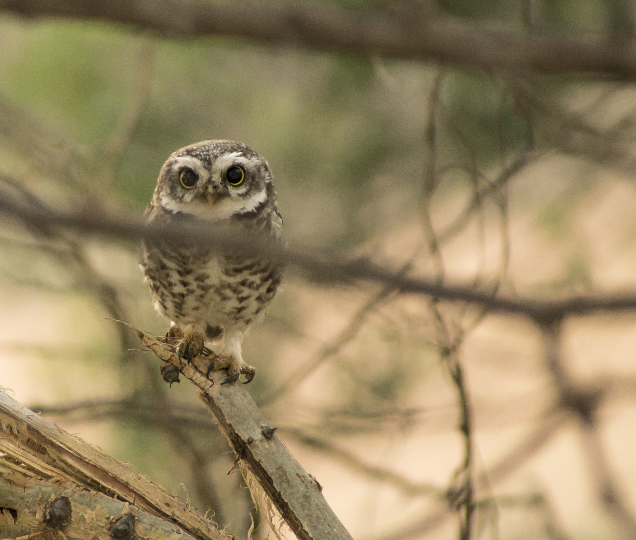 Sony 75-300mm F4.5-5.6 sample photo. Tinyowl photography
