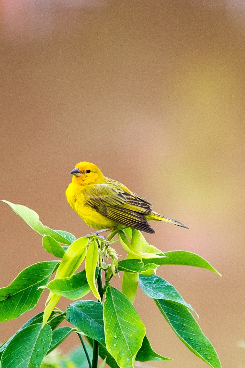 Nikon D3S sample photo. Bird photography