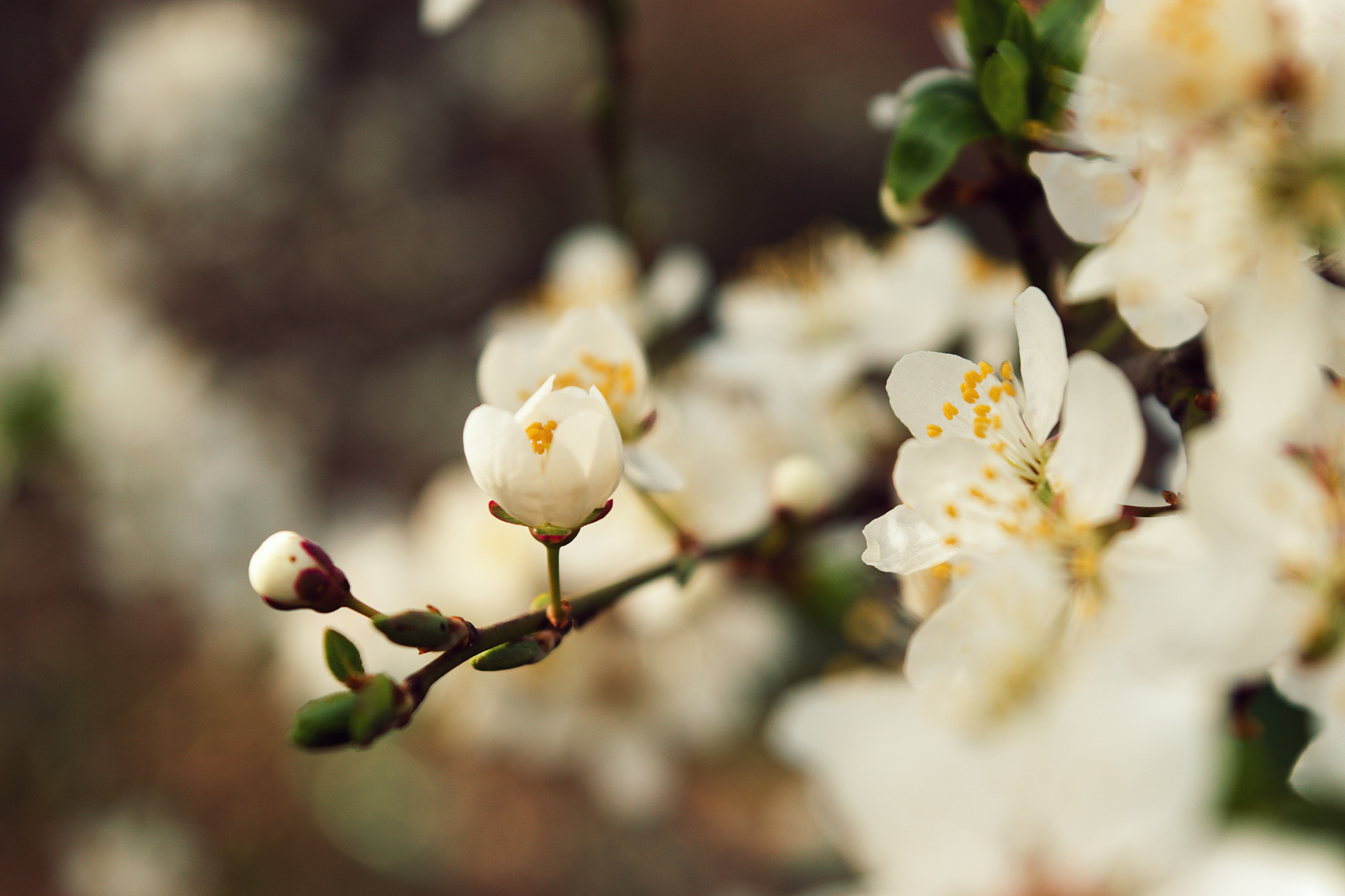 Nikon D3300 + 18.00 - 55.00 mm f/3.5 - 5.6 sample photo. Spring photography