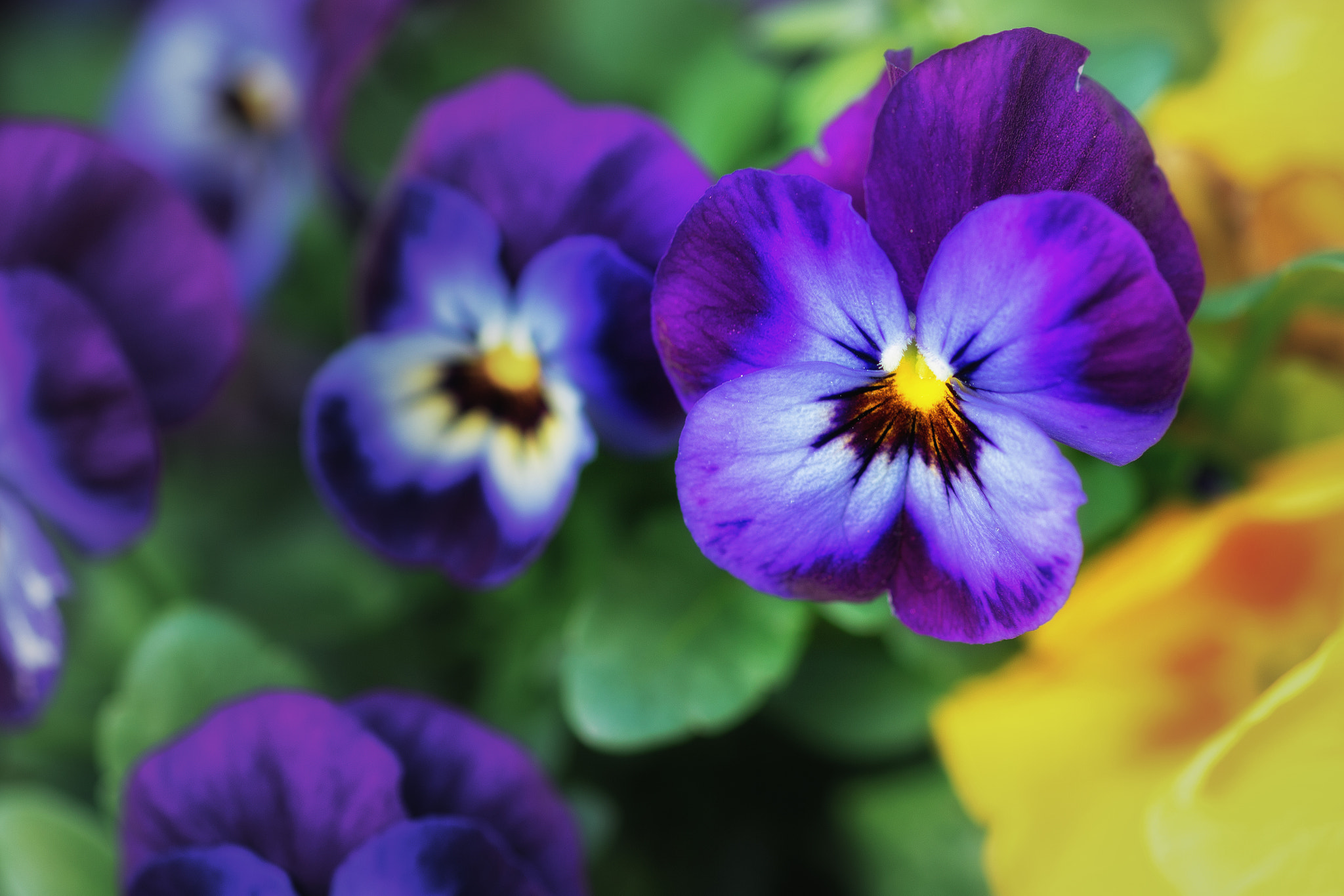 Canon EOS 6D + ZEISS Milvus 100mm F2 Macro sample photo. Electric photography
