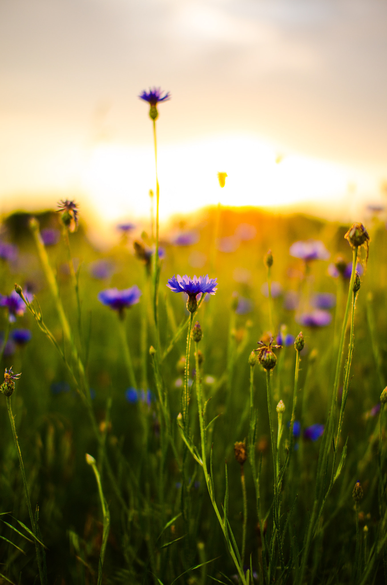 Nikon D7000 + Sigma 30mm F1.4 EX DC HSM sample photo. Morning photography