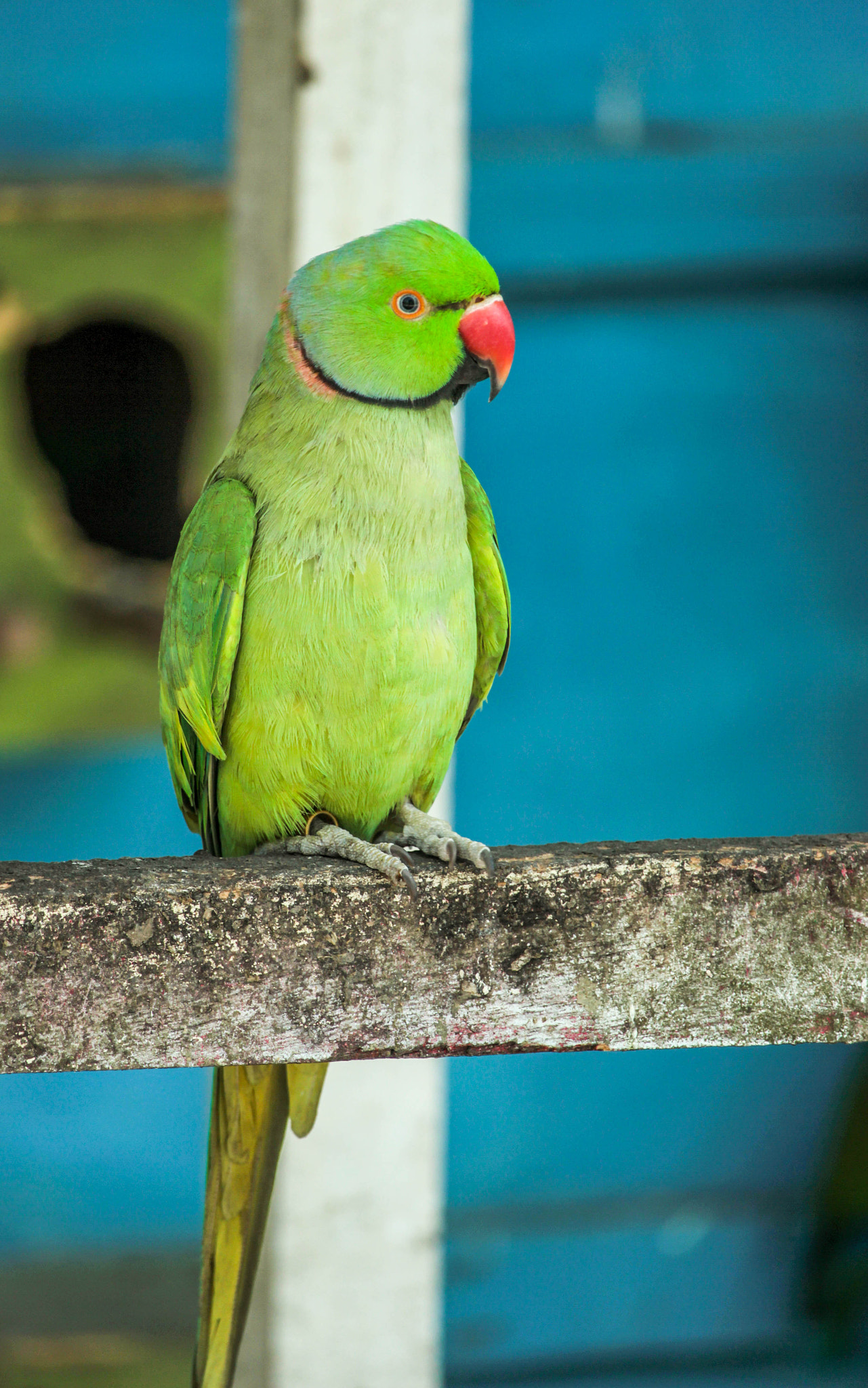 Canon EF-S 55-250mm F4-5.6 IS STM sample photo. Safari park photography