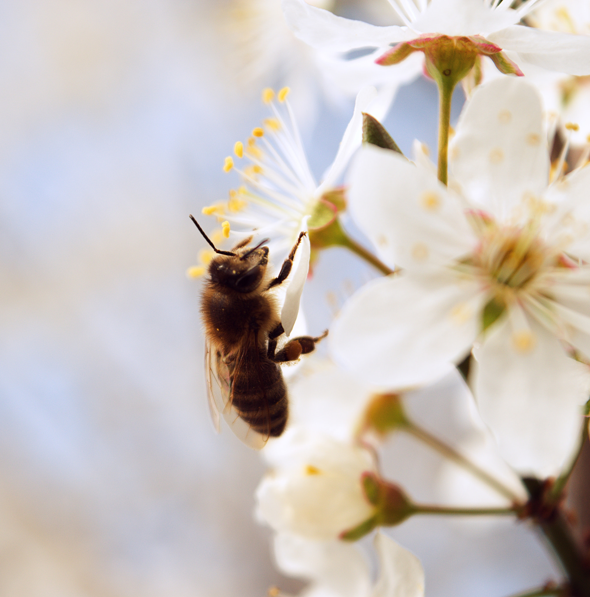 18.00 - 55.00 mm f/3.5 - 5.6 sample photo. Bee photography
