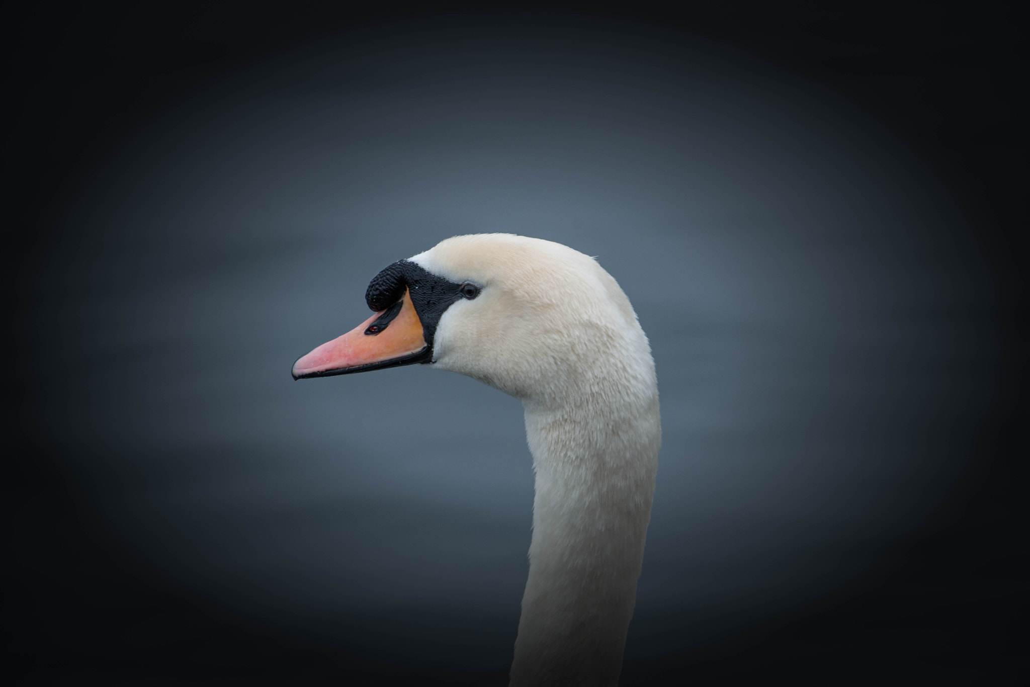 Nikon D3X sample photo. Hometown peaceful swan head photography