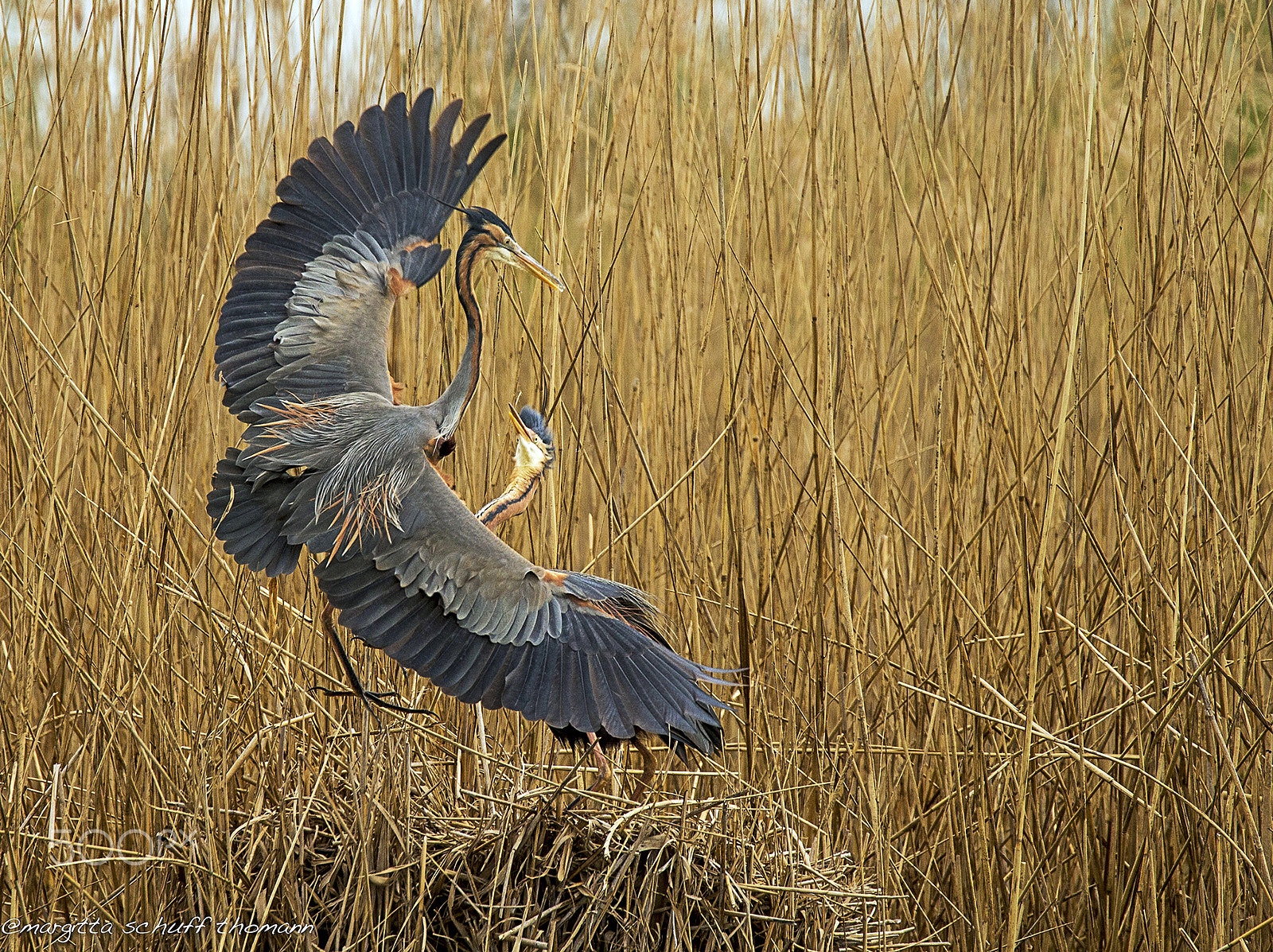 Tamron SP 150-600mm F5-6.3 Di VC USD sample photo. I think you understood that's me the "chief" photography