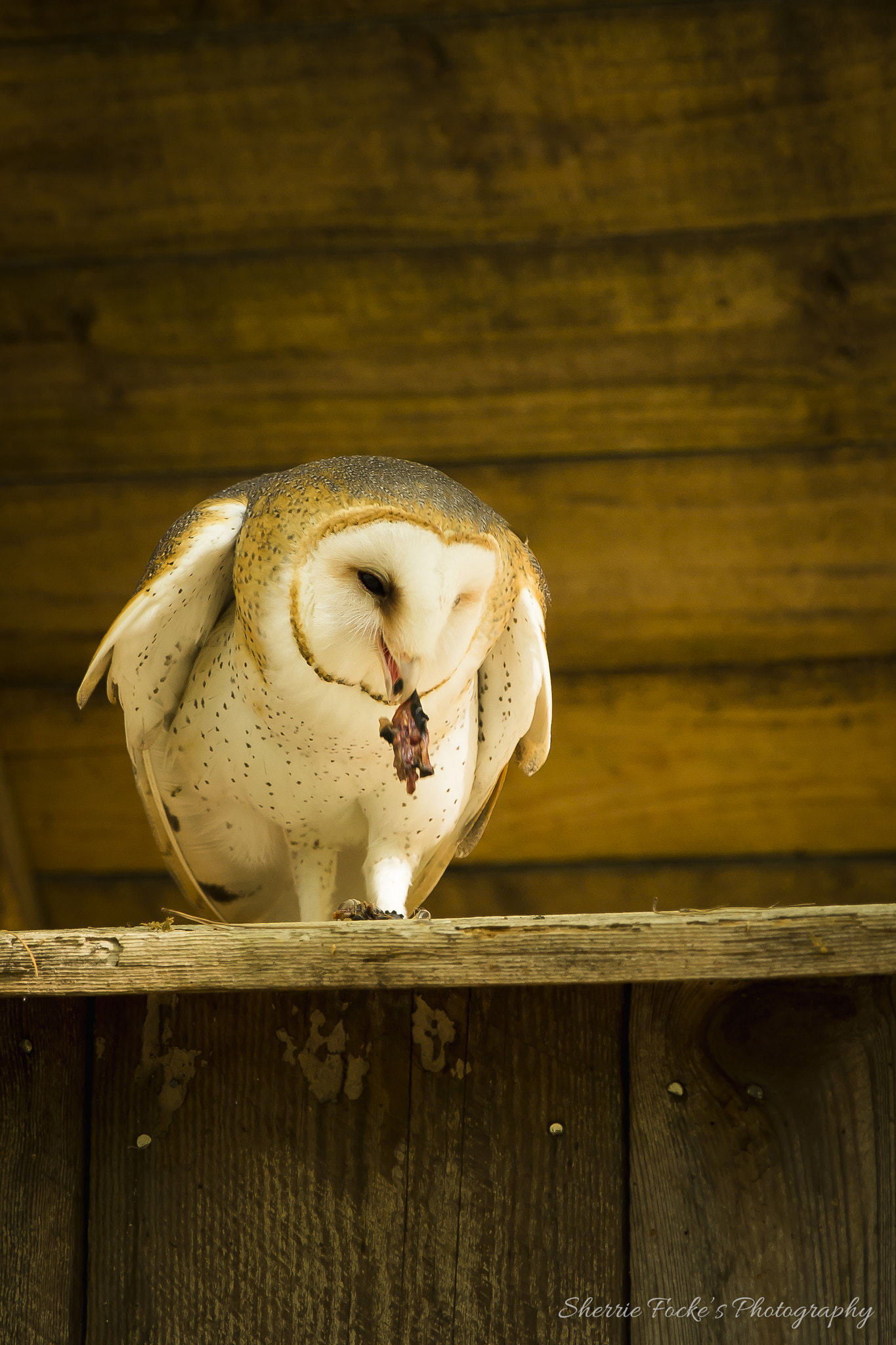 Canon EOS 600D (Rebel EOS T3i / EOS Kiss X5) + Canon EF 24-70mm F2.8L II USM sample photo. Barn owl with mouse photography