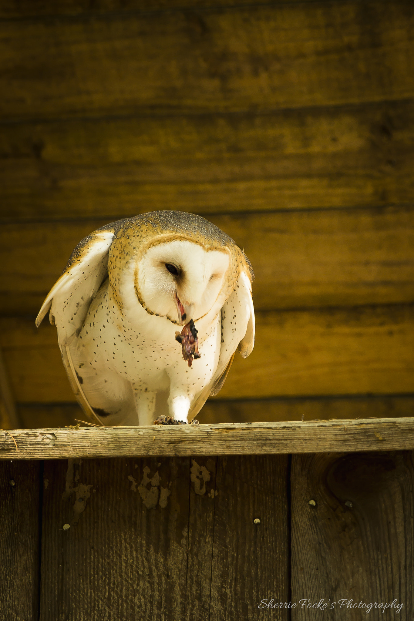 Canon EF 24-70mm F2.8L II USM sample photo. Barn owl with mouse photography