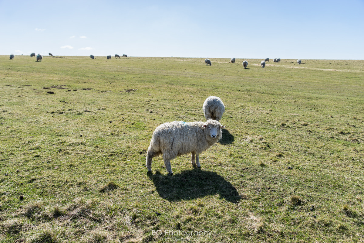 Sony a7 II + Canon EF 85mm F1.2L II USM sample photo. Sheep. photography