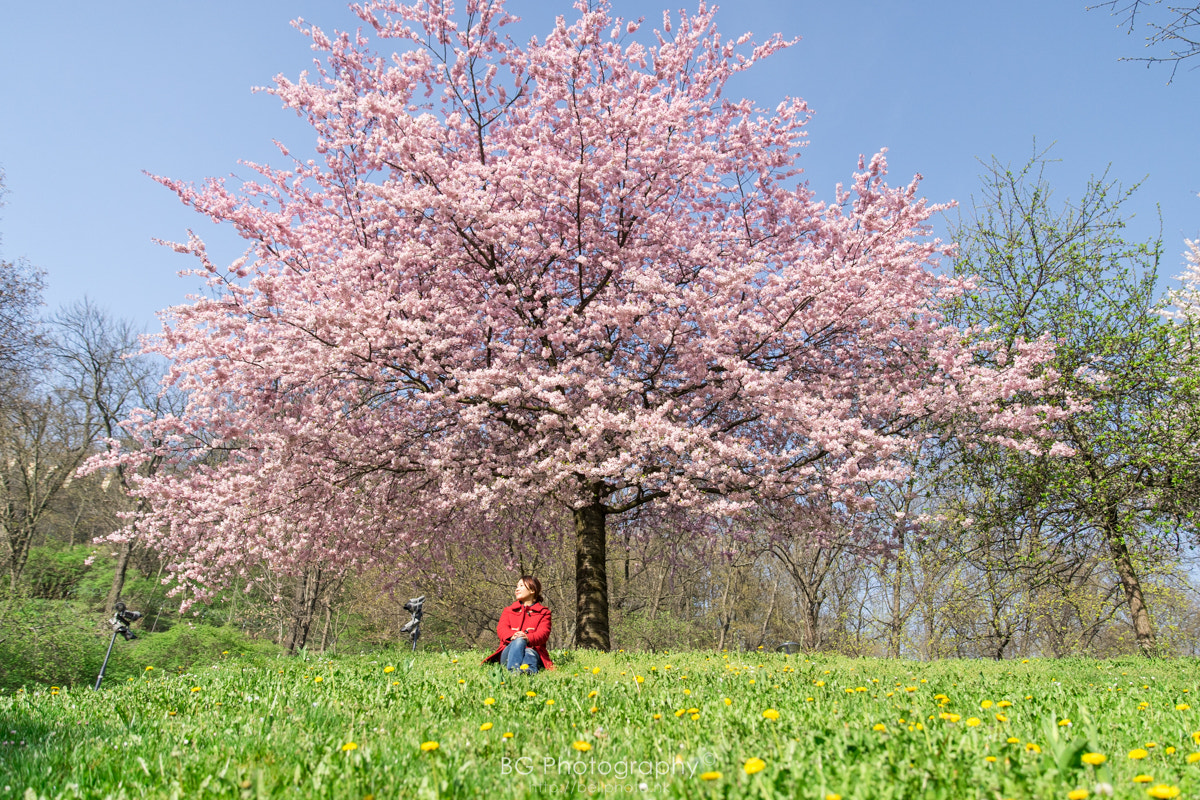 Sony a7 II + Canon EF 85mm F1.2L II USM sample photo. Cherry blossom. photography