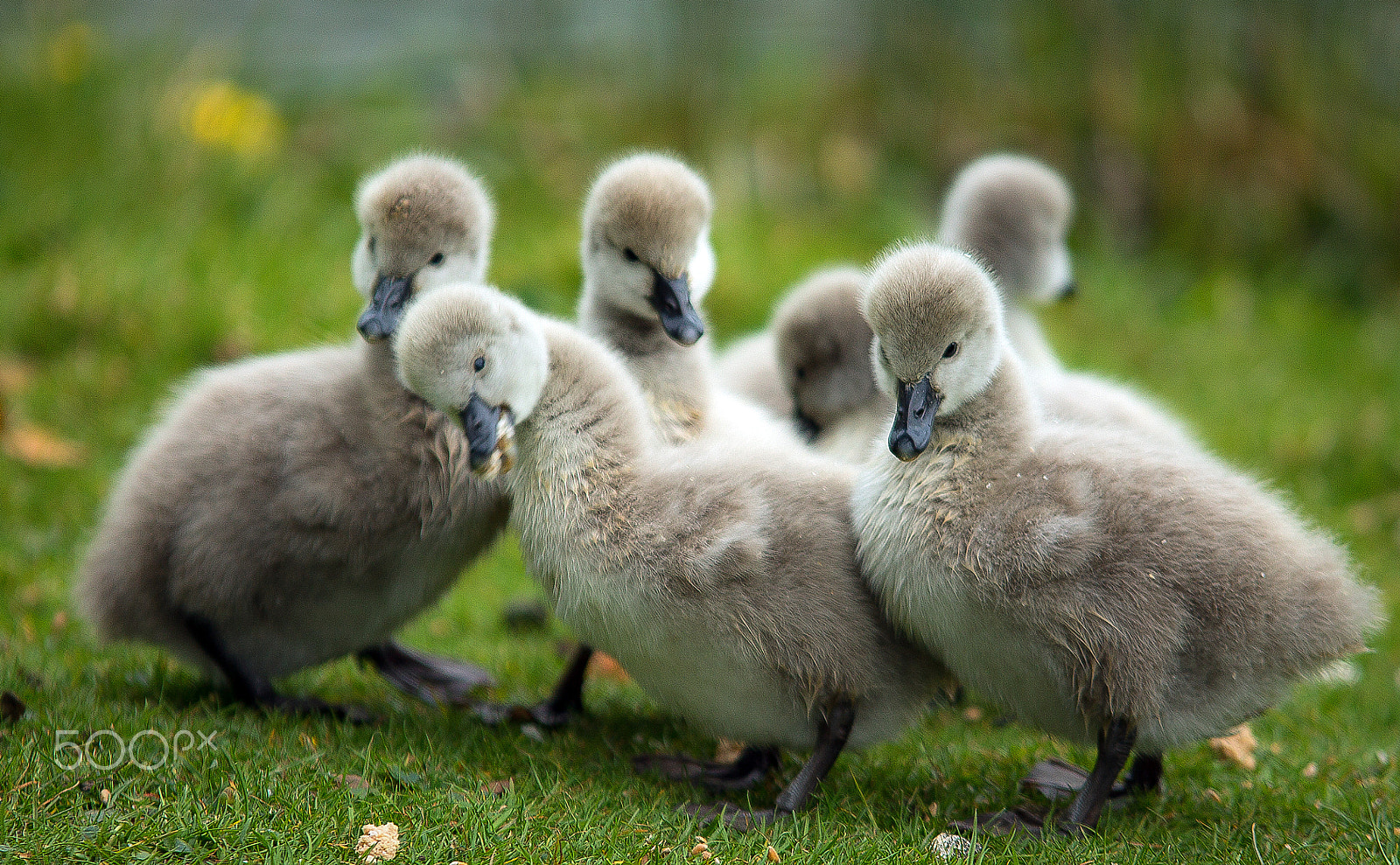 Sigma 70-200mm F2.8 EX DG OS HSM sample photo. Young guns..... photography