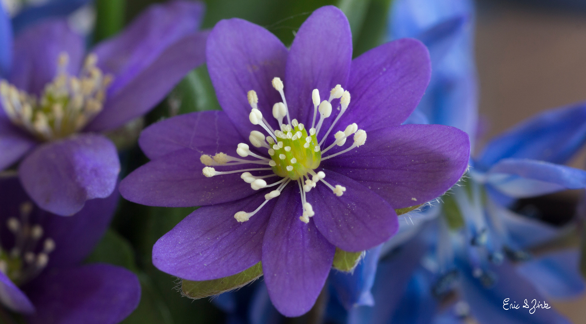 Tamron SP AF 90mm F2.8 Di Macro sample photo. Vizbulītes photography