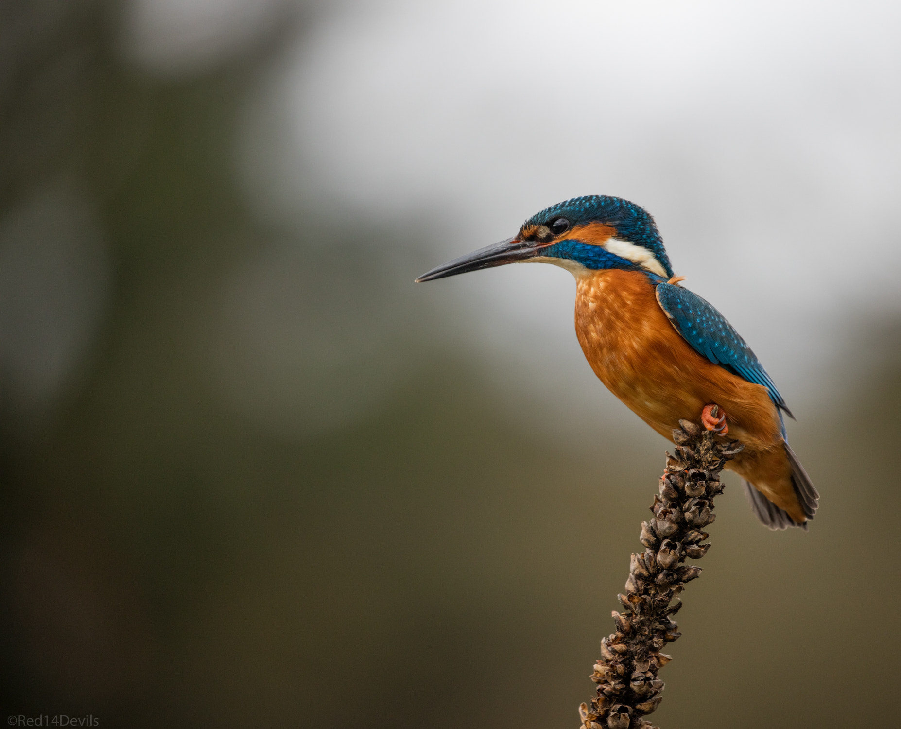 Canon EF 100-400mm F4.5-5.6L IS II USM sample photo. Kingfisher photography