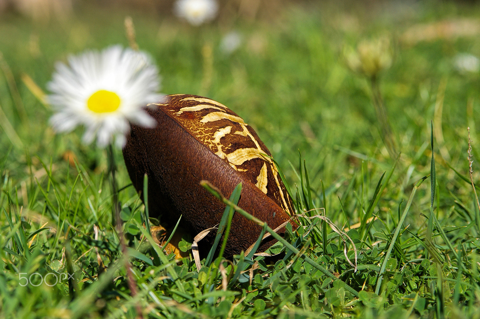 Pentax *ist DL + Sigma sample photo. Mushroom.jpg photography