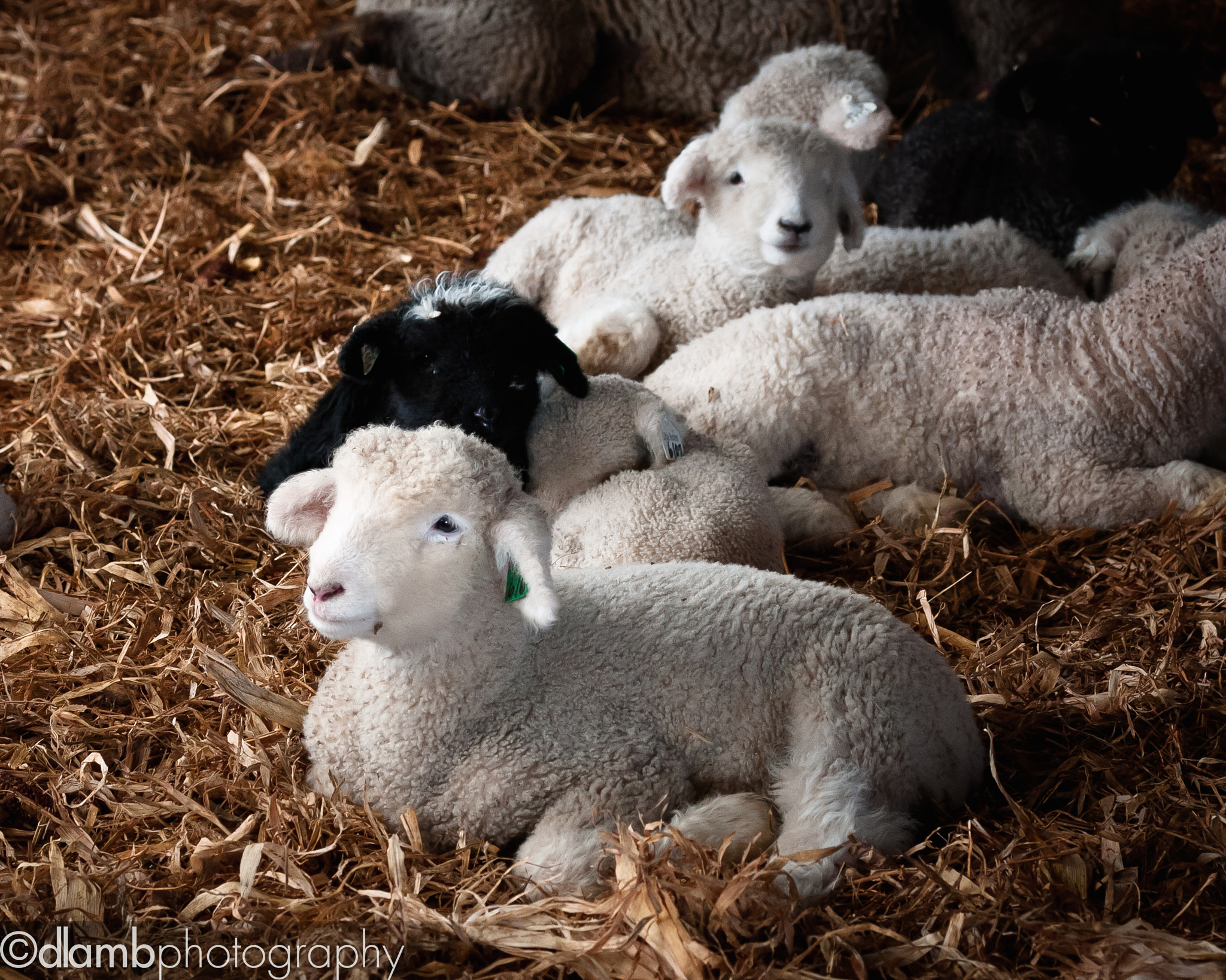 Canon EF-S 60mm F2.8 Macro USM sample photo. Barn life photography