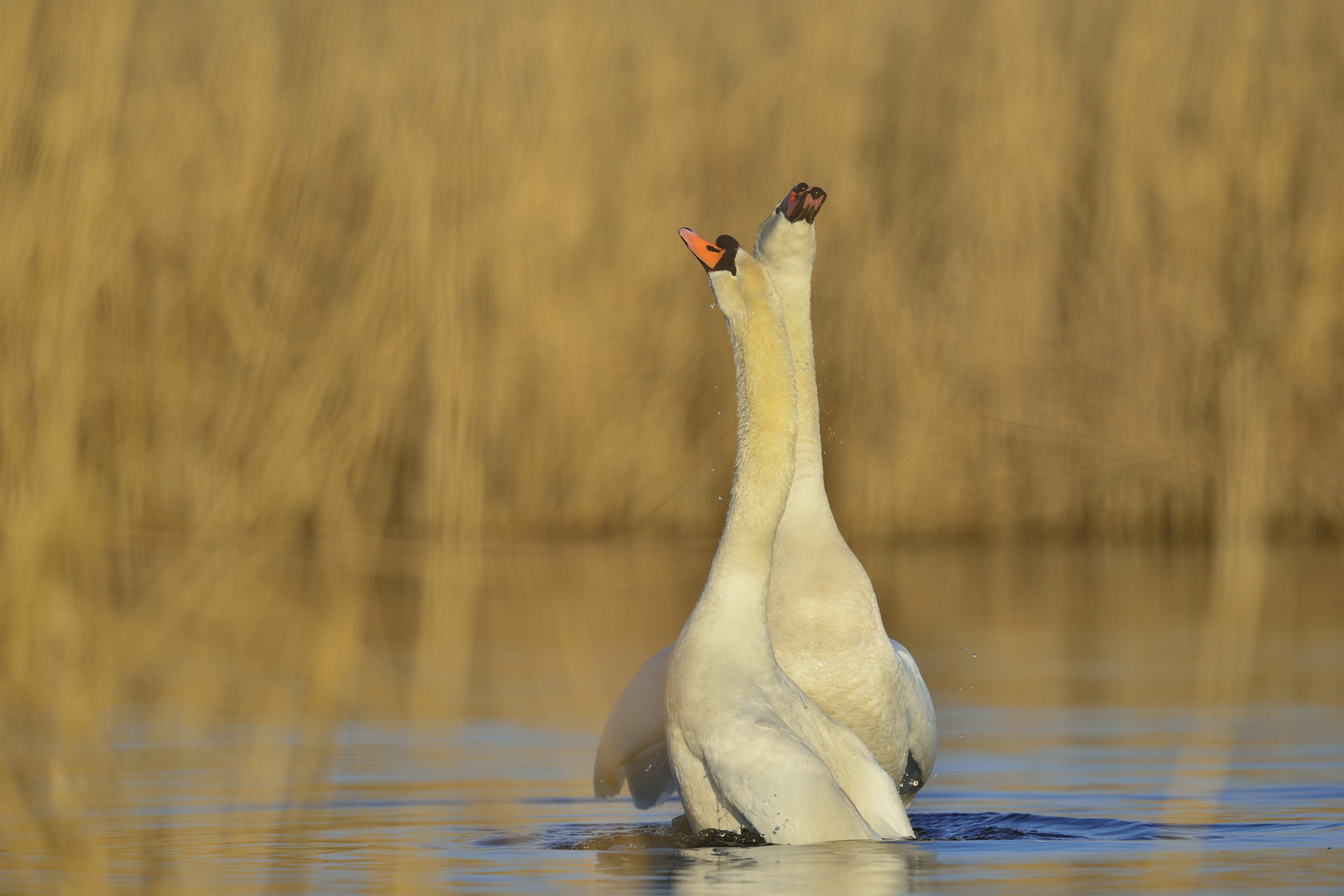 Nikon D800 + Nikon AF-S Nikkor 600mm F4G ED VR sample photo. In love photography