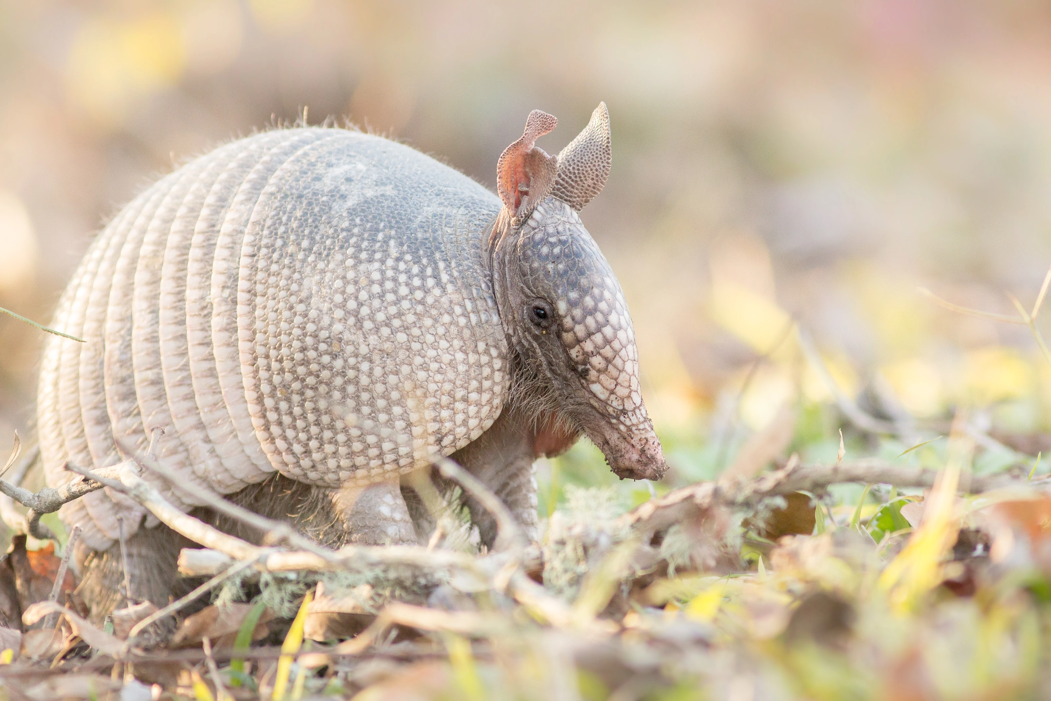 Canon EOS 600D (Rebel EOS T3i / EOS Kiss X5) + Canon EF 300mm F4L IS USM sample photo. Curious armadillo photography