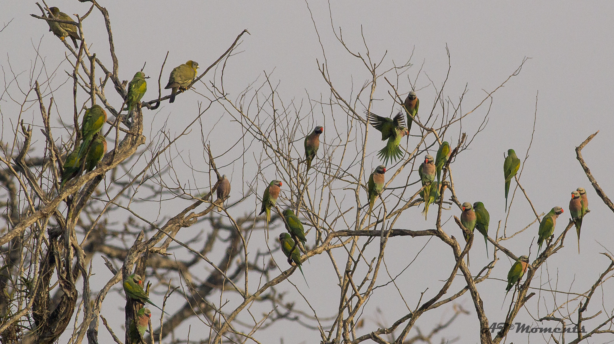 Canon EOS 60D + Canon EF 400mm F5.6L USM sample photo. Plum headed parakeet photography