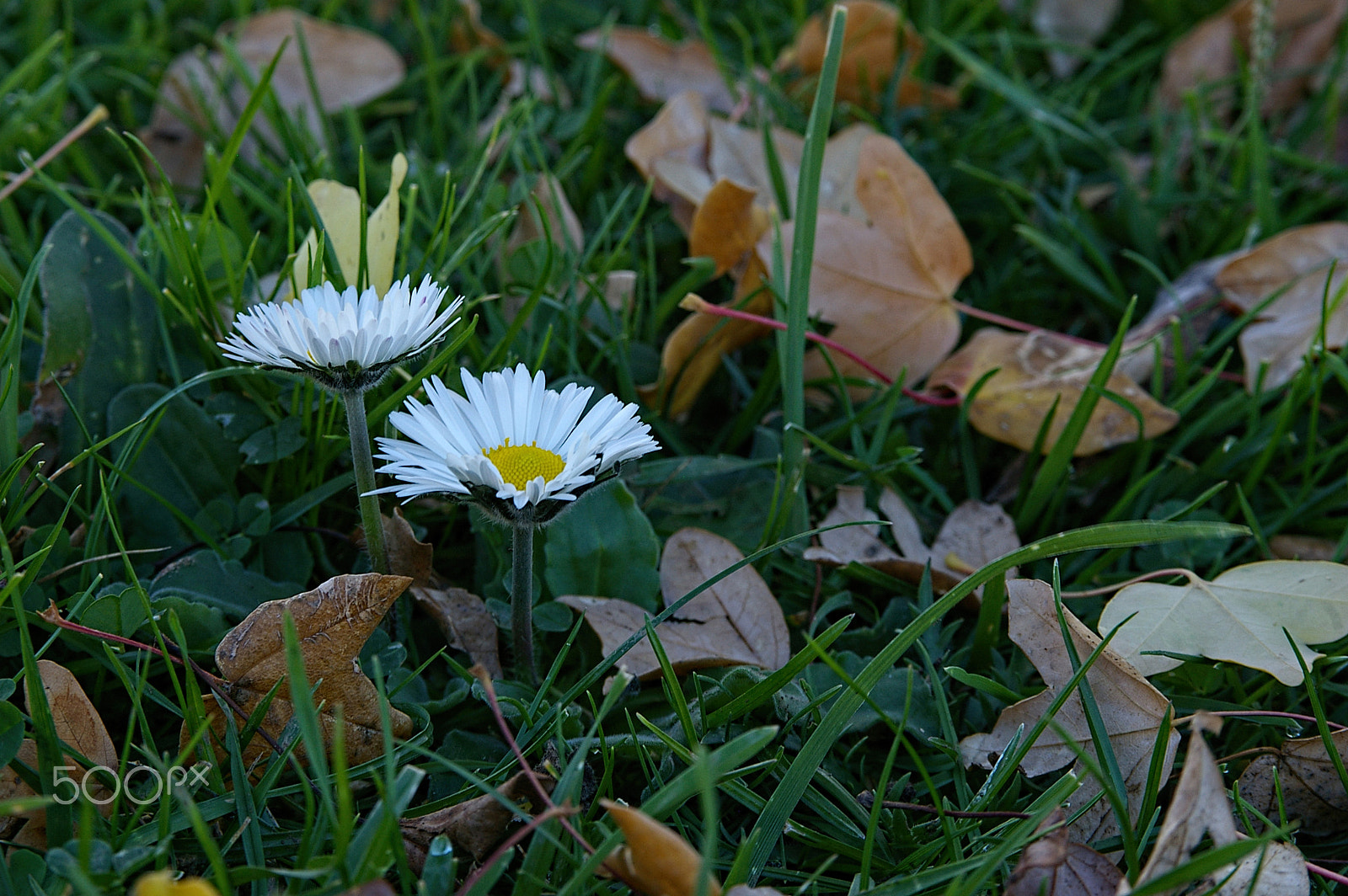 Pentax *ist DL + Sigma sample photo. Leaves.jpg photography