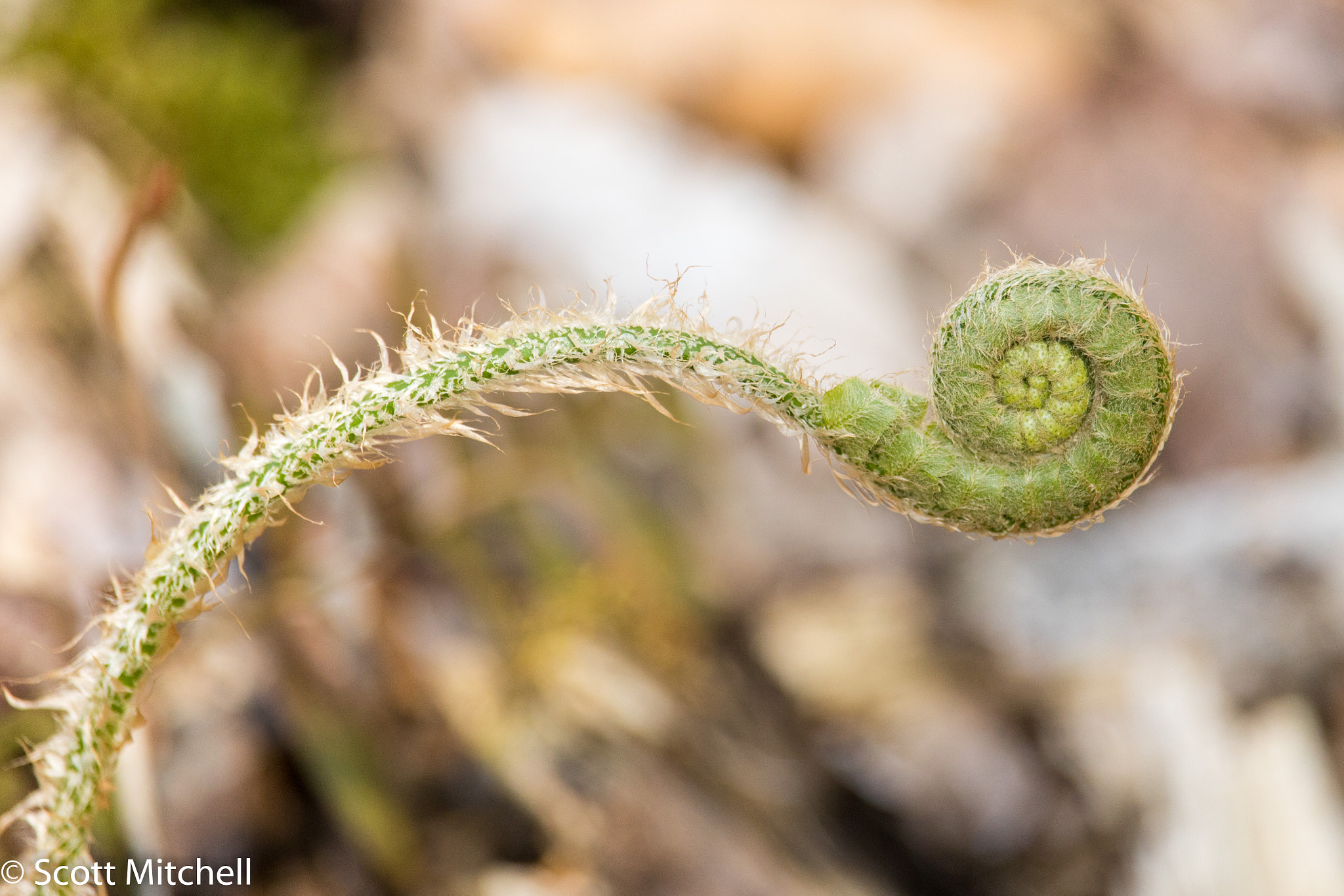 Canon EOS 760D (EOS Rebel T6s / EOS 8000D) sample photo. Fiddlehead ii photography