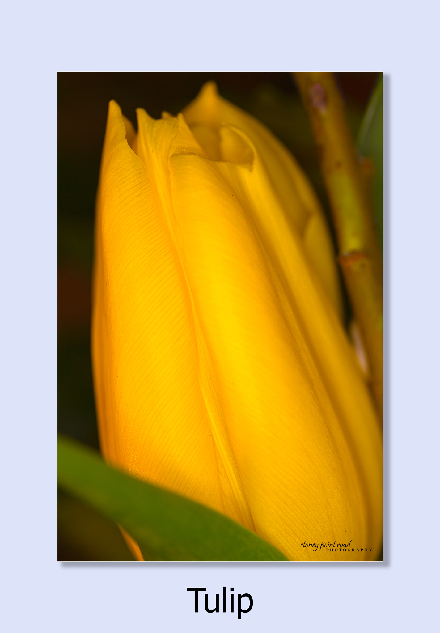 Canon EF-S 60mm F2.8 Macro USM sample photo. Yellow tulip photography