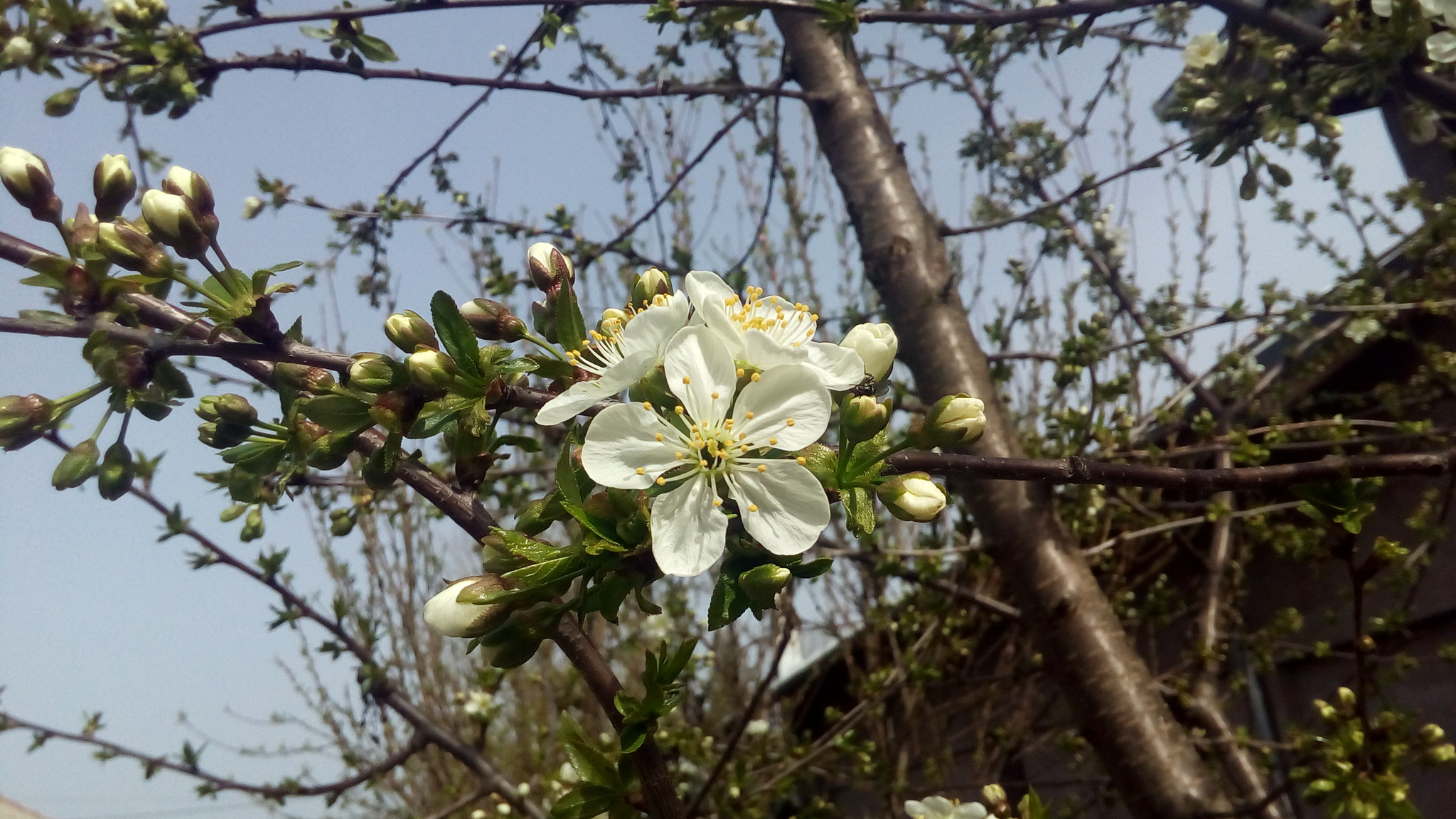 ASUS Zenfone Go (ASUS_Z00VD) sample photo