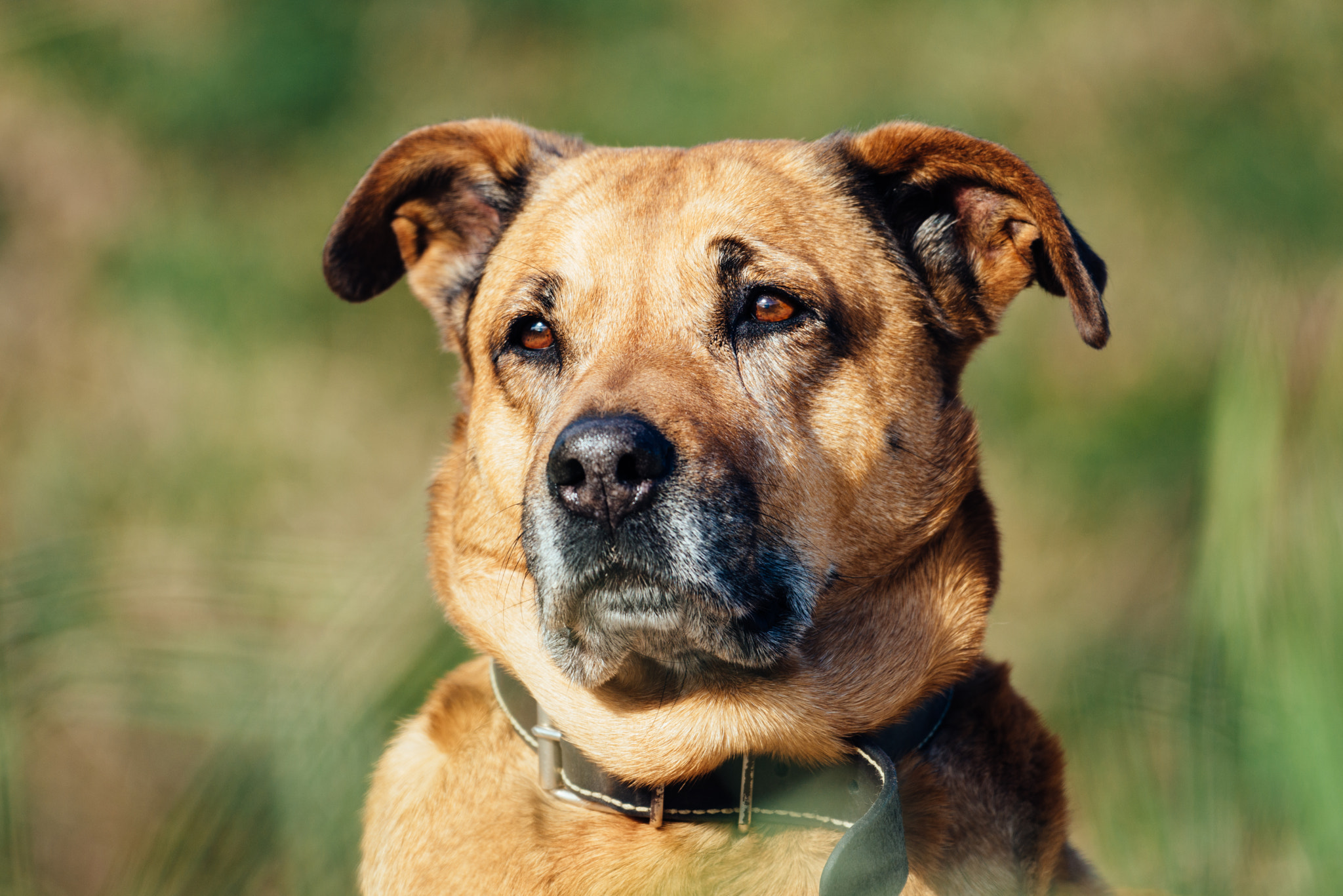 Nikon AF-S Nikkor 200-500mm F5.6E ED VR sample photo. Surfer's dog photography