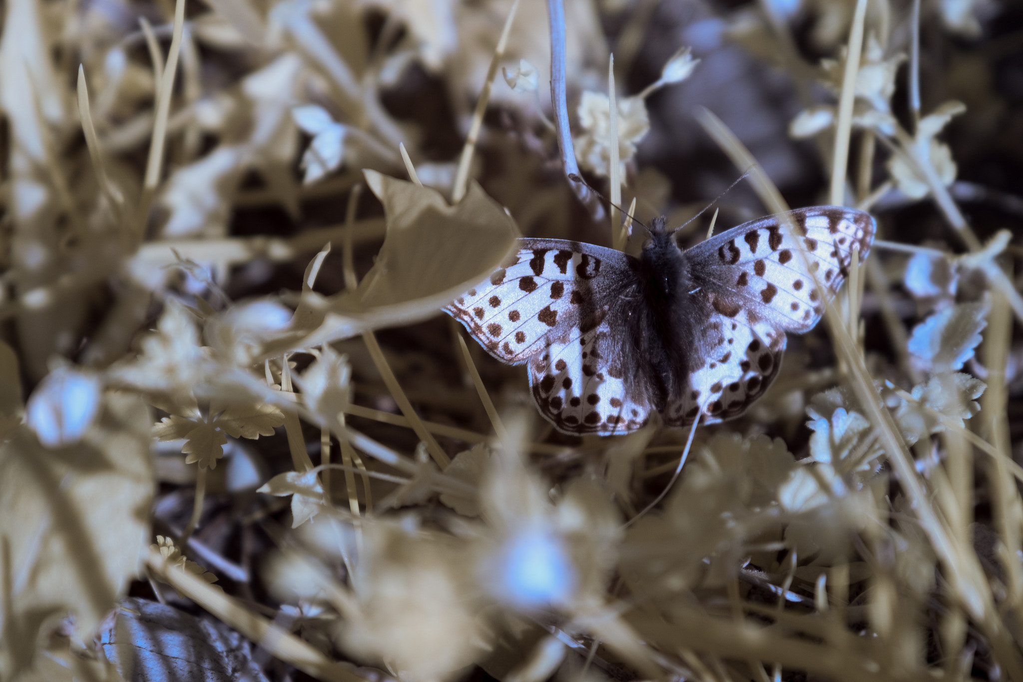 Fujifilm X-E1 + Fujifilm XF 18-135mm F3.5-5.6 R LM OIS WR sample photo. ..infrafly... photography