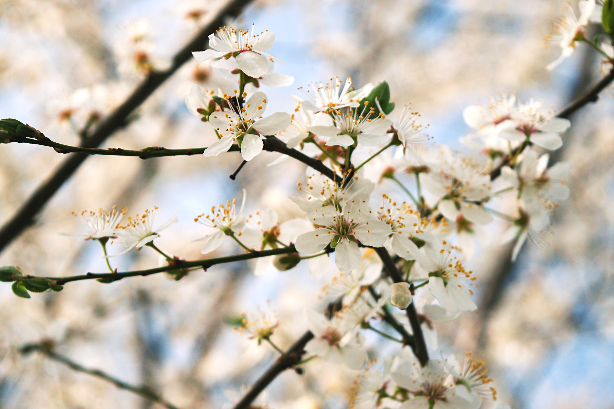 Nikon D3300 + 18.00 - 55.00 mm f/3.5 - 5.6 sample photo. Spring photography