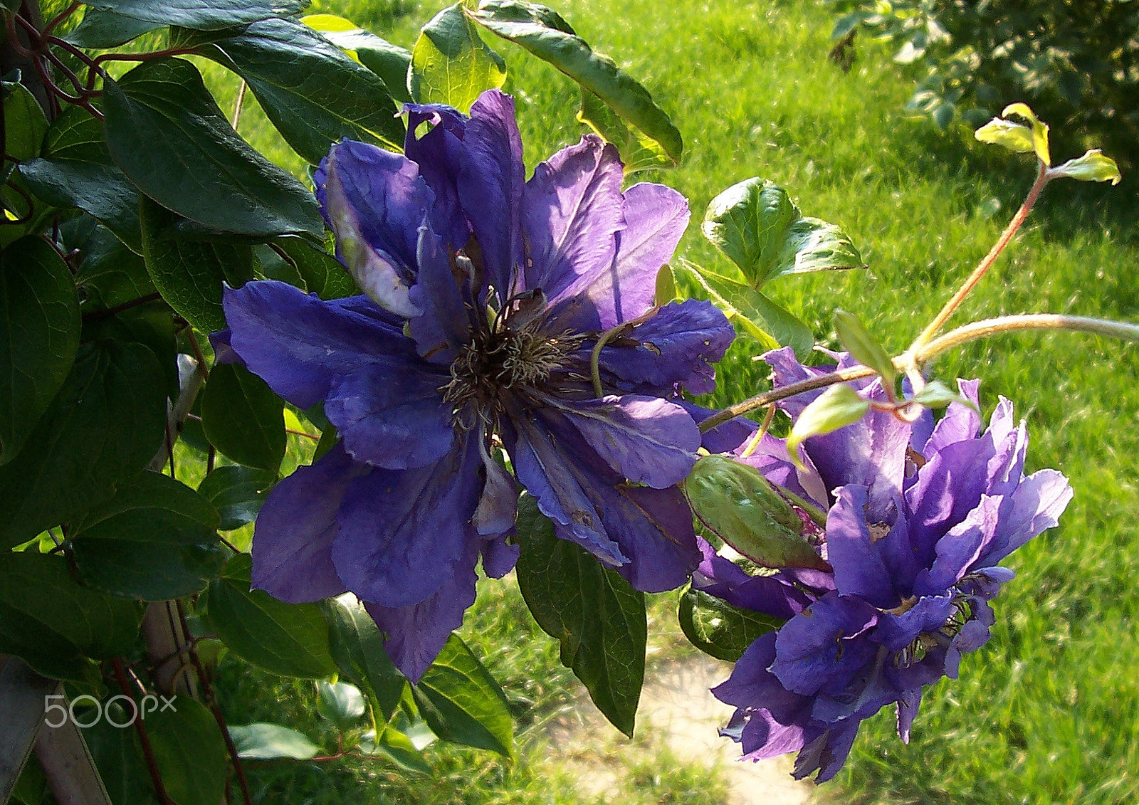 Kodak CX6330 ZOOM DIGITAL CAMERA sample photo. Clematis photography