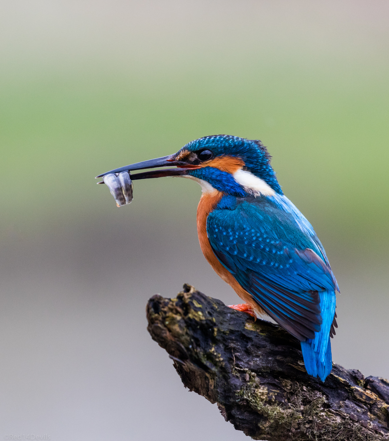 Canon EF 100-400mm F4.5-5.6L IS II USM sample photo. Clever fisher photography