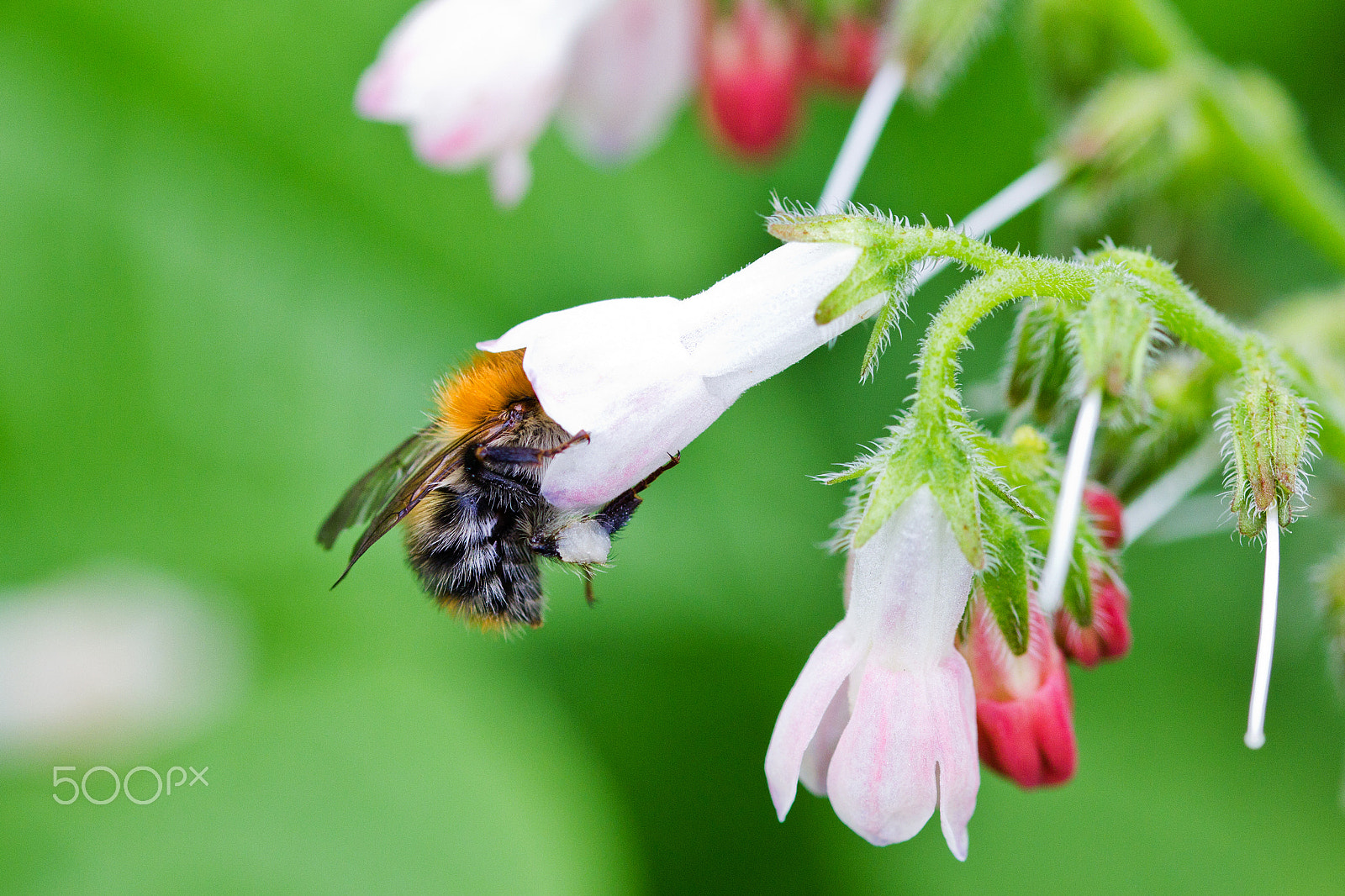 Sigma 105mm F2.8 EX DG OS HSM sample photo. Time for a snack photography