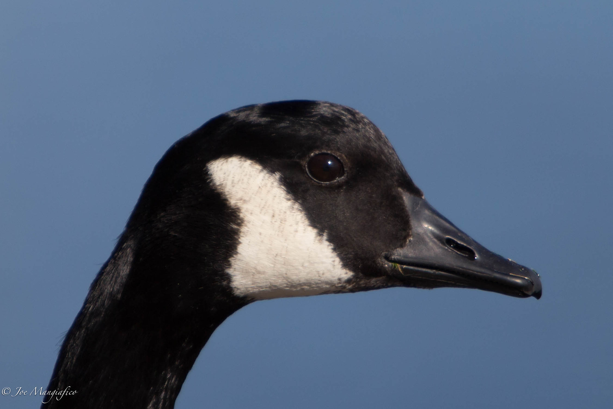 Canon EF 70-200mm F2.8L USM sample photo. Goose photography
