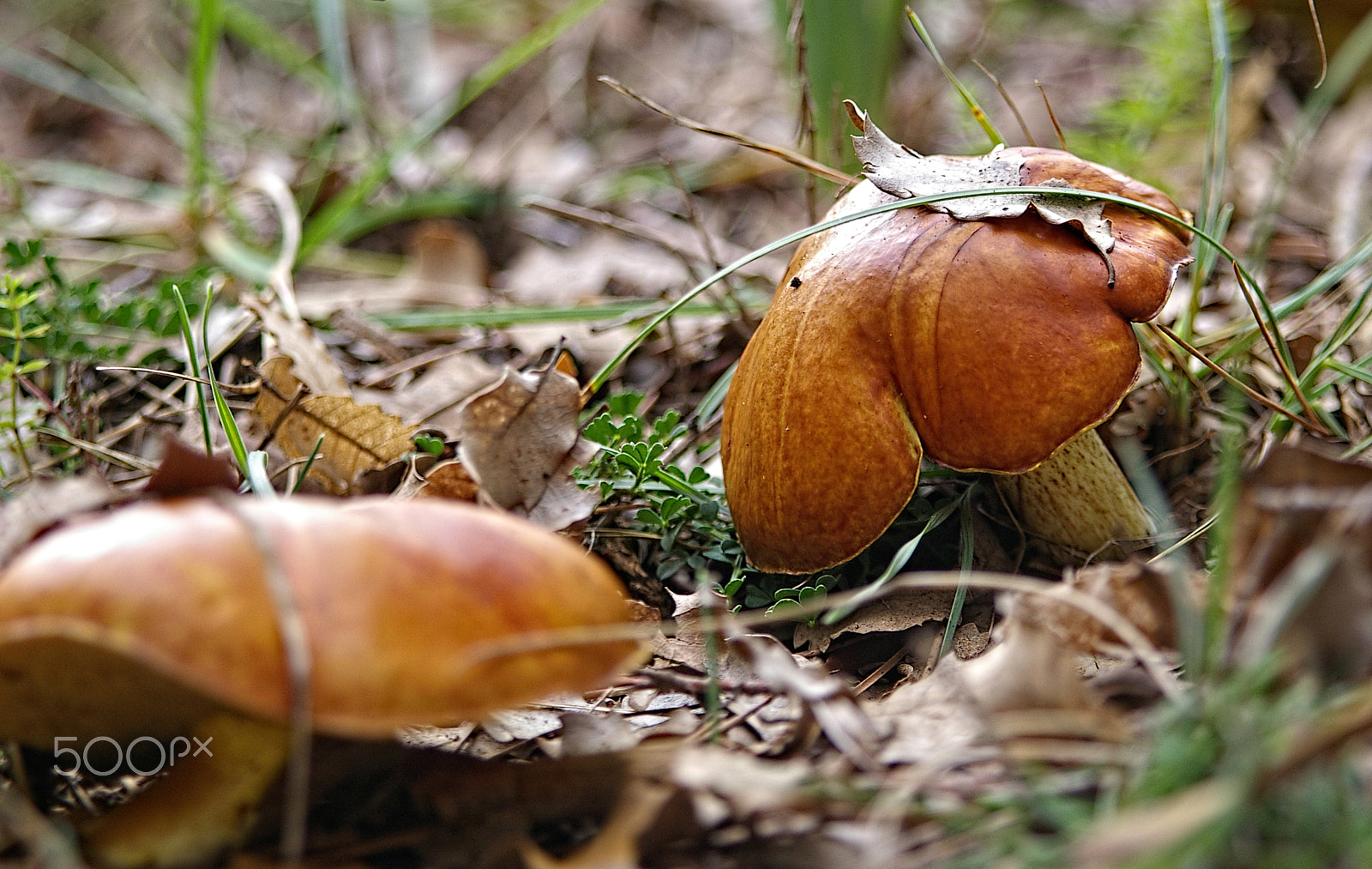 Pentax *ist DL + Sigma sample photo. Mushroom 2.jpg photography