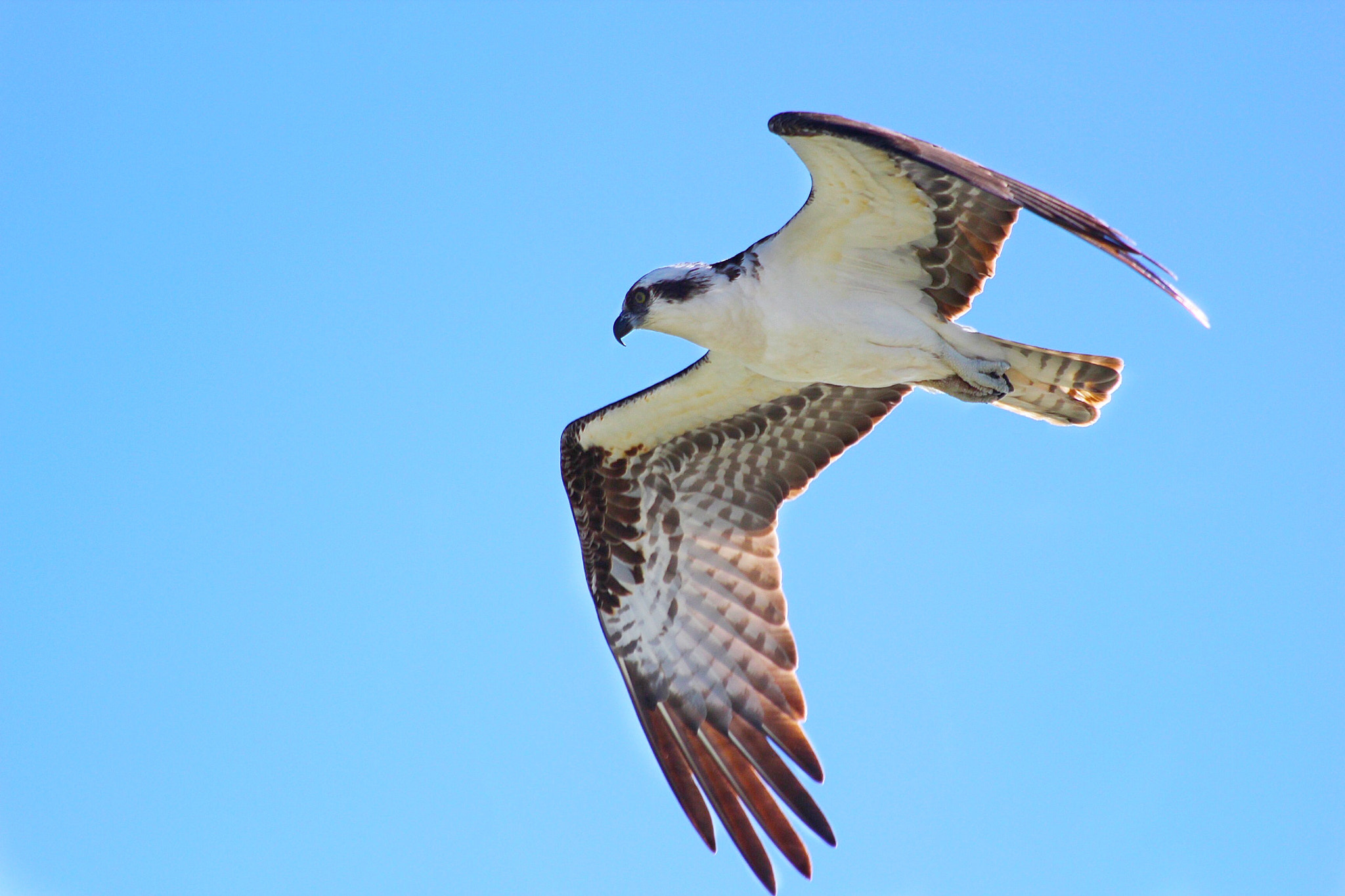 Canon EF 70-300mm F4-5.6 IS USM sample photo. Osprey photography
