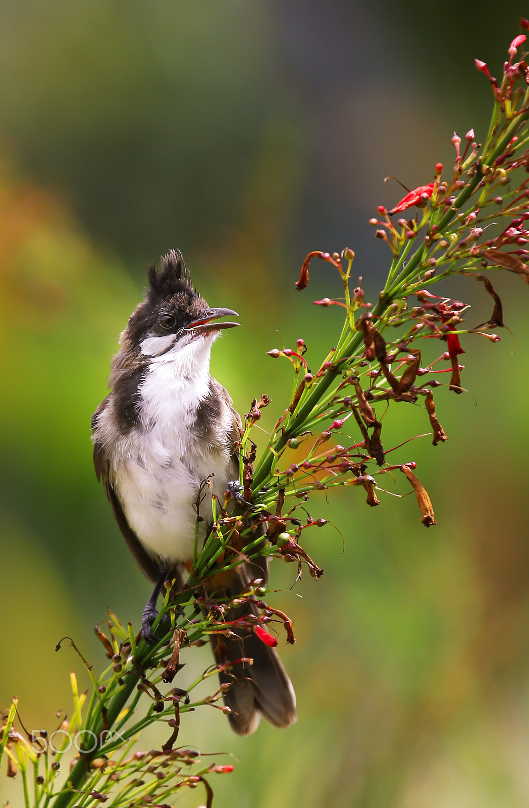 Canon EF 70-200mm F4L IS USM sample photo. Bulbul photography