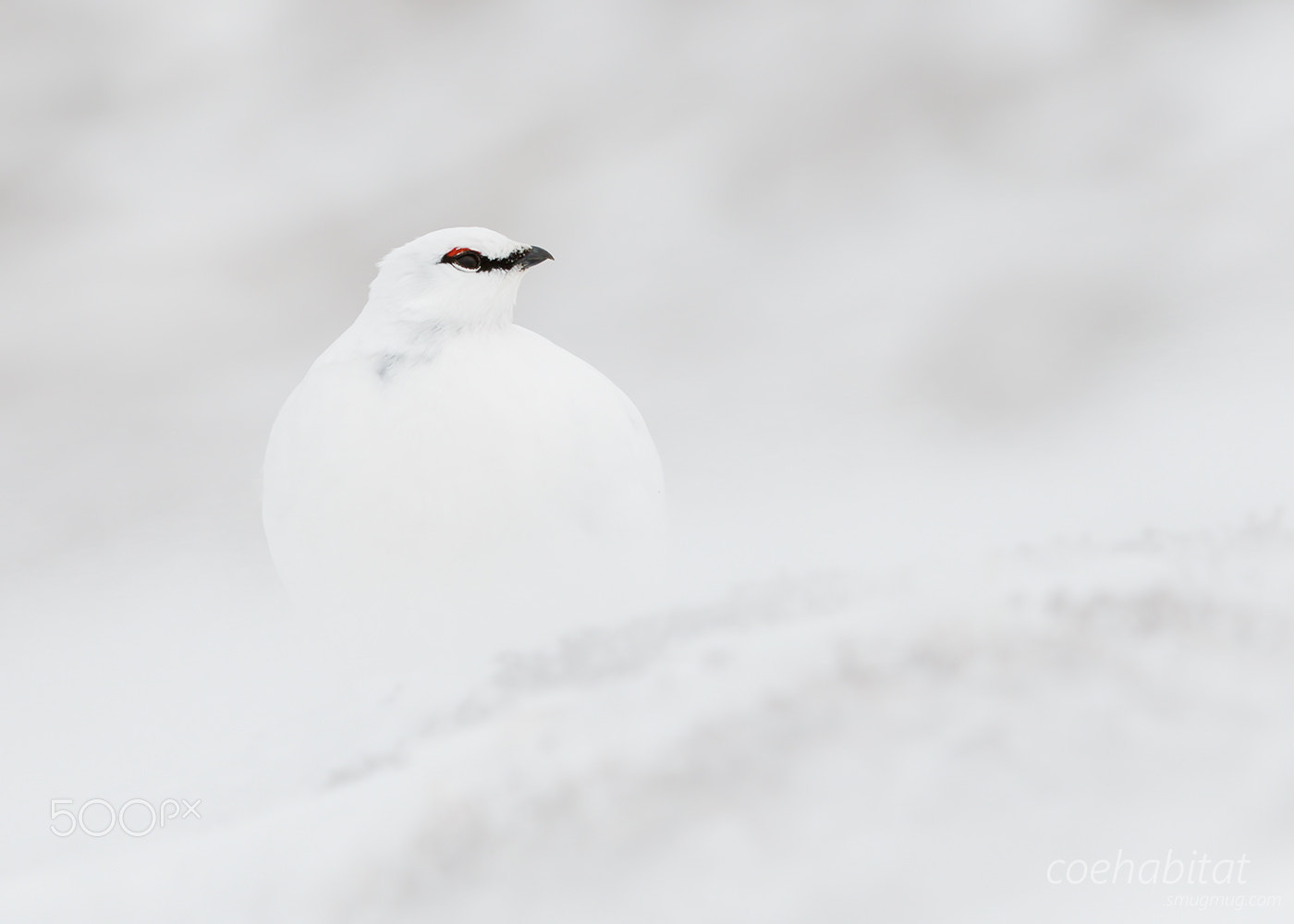 Nikon AF-S Nikkor 200-400mm F4G ED-IF VR sample photo. Minimilist ptarmigan photography