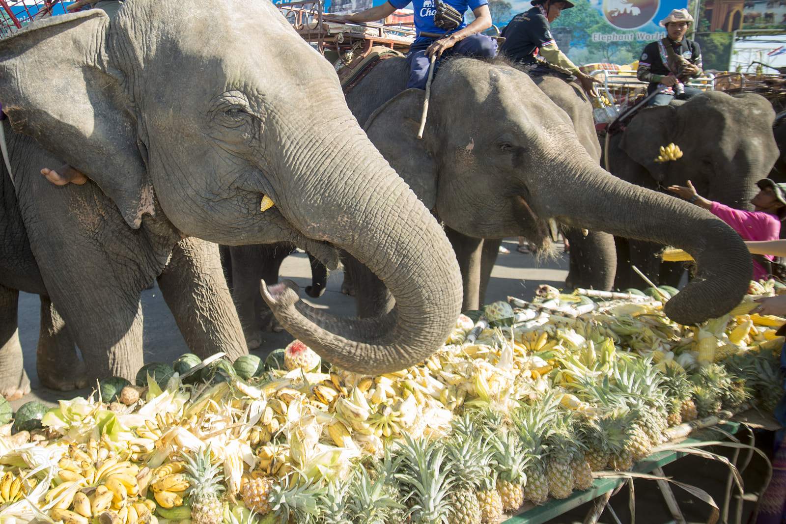 Nikon D800 + Sigma 17-35mm F2.8-4 EX DG  Aspherical HSM sample photo. Thailand surin elephant round up festival photography