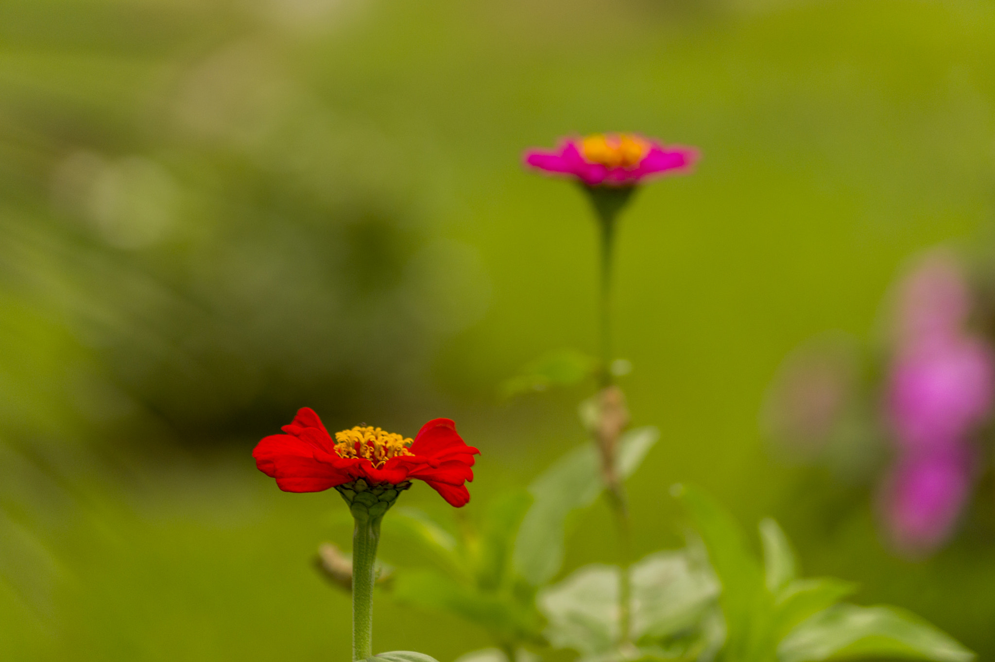 Sony SLT-A58 + Sony DT 55-200mm F4-5.6 SAM sample photo. Flores en pansinic - alta verapaz photography